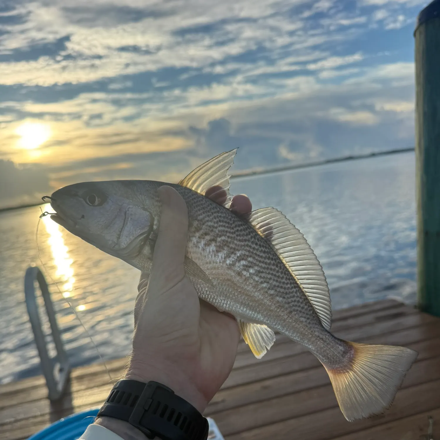 Atlantic croaker caught on Fishbrain