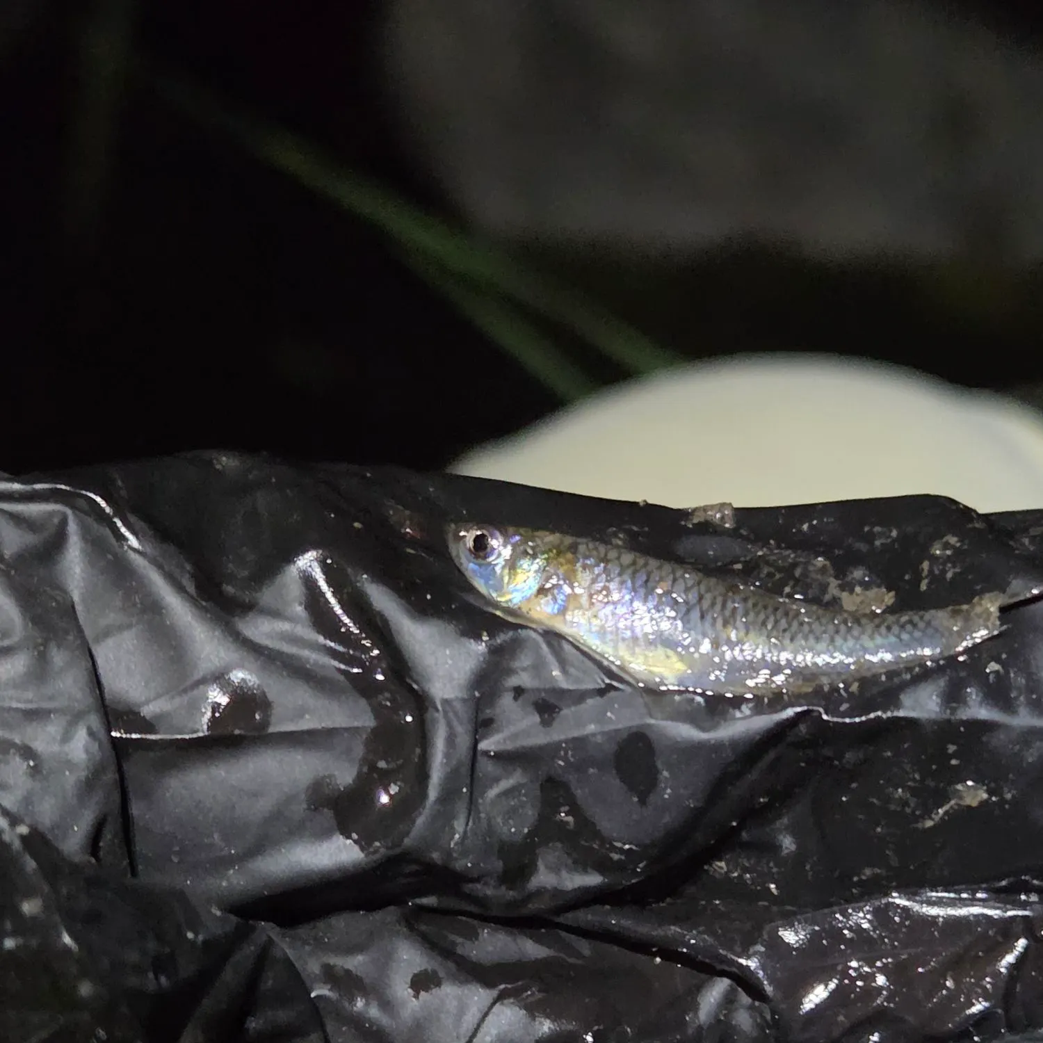 Western mosquitofish caught on Fishbrain