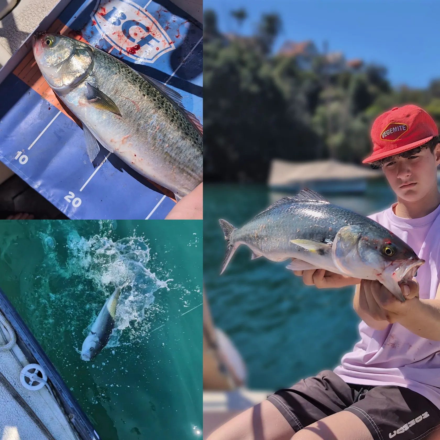 The most recent Eastern Australian salmon catches on Fishbrain