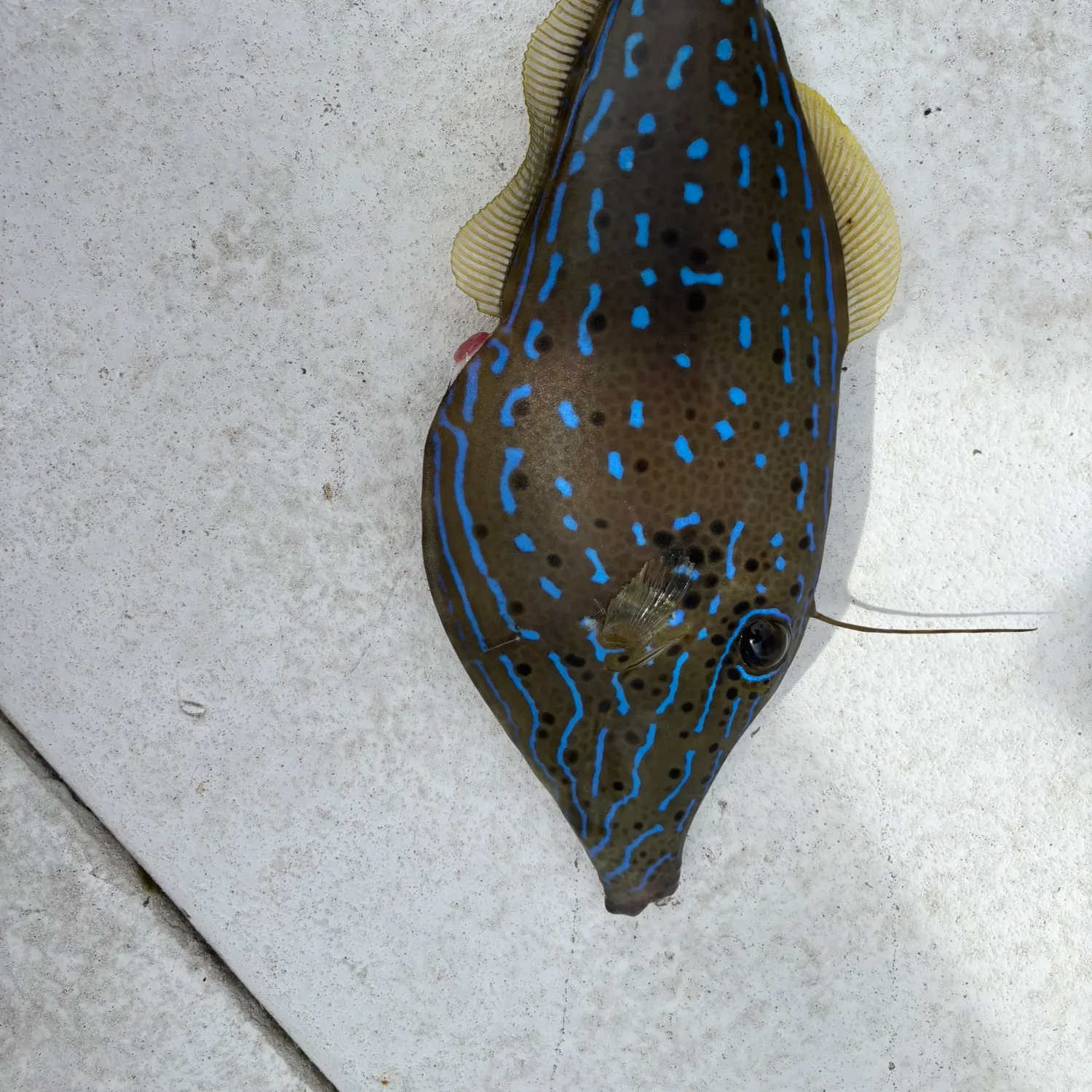 The most popular recent Scrawled filefish catch on Fishbrain