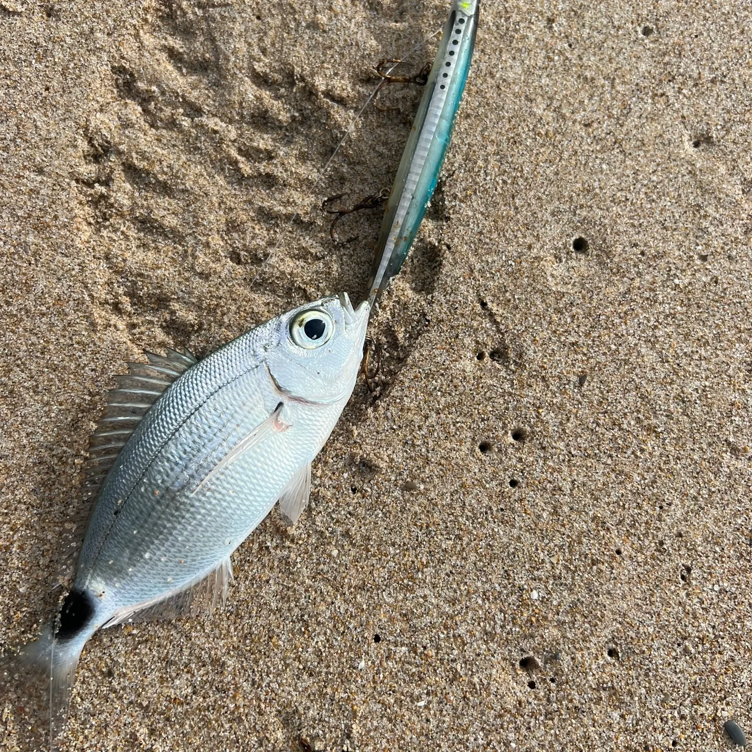 The most recent Saddled seabream catches on Fishbrain