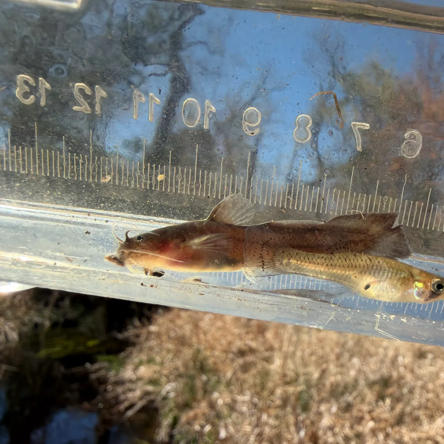 The most recent Tadpole madtom catches on Fishbrain