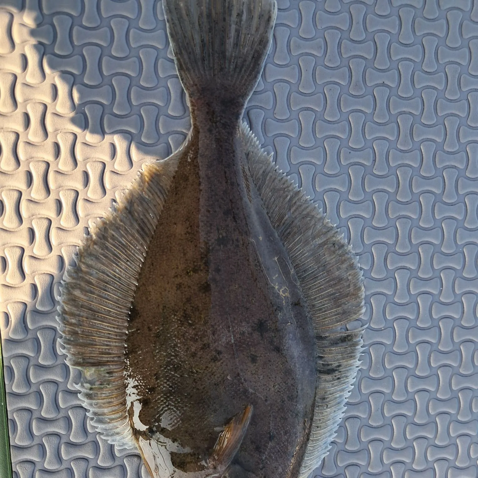 The most recent American plaice catches on Fishbrain
