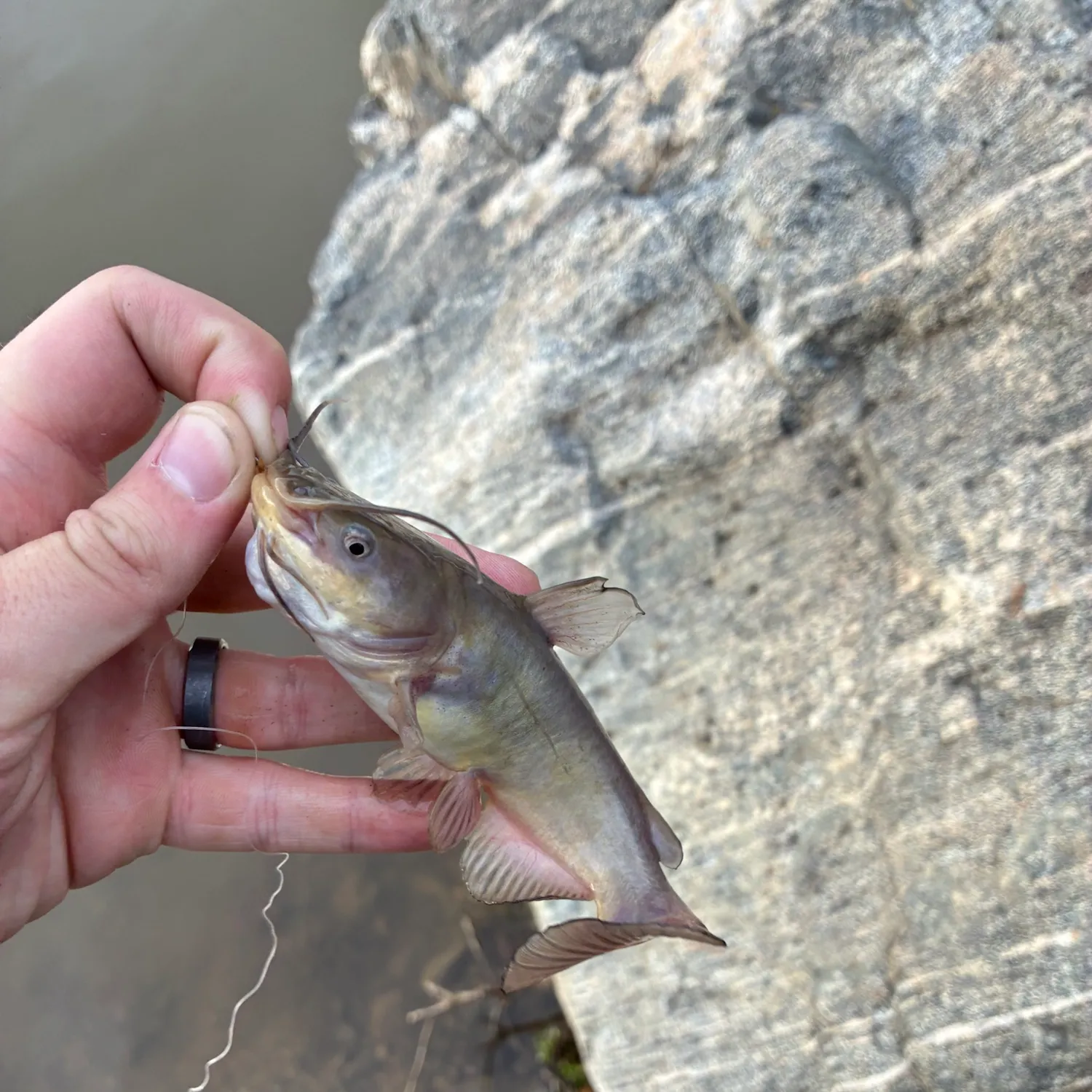 Yellow bullhead caught on Fishbrain