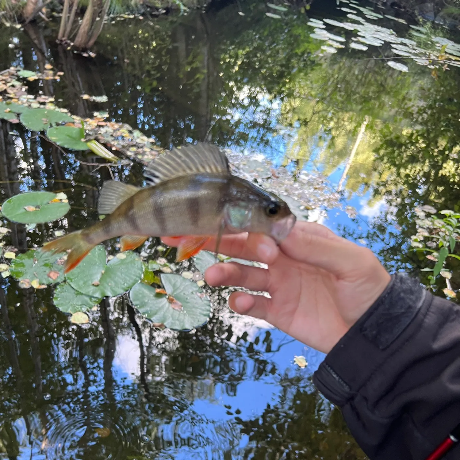 European perch caught on Fishbrain