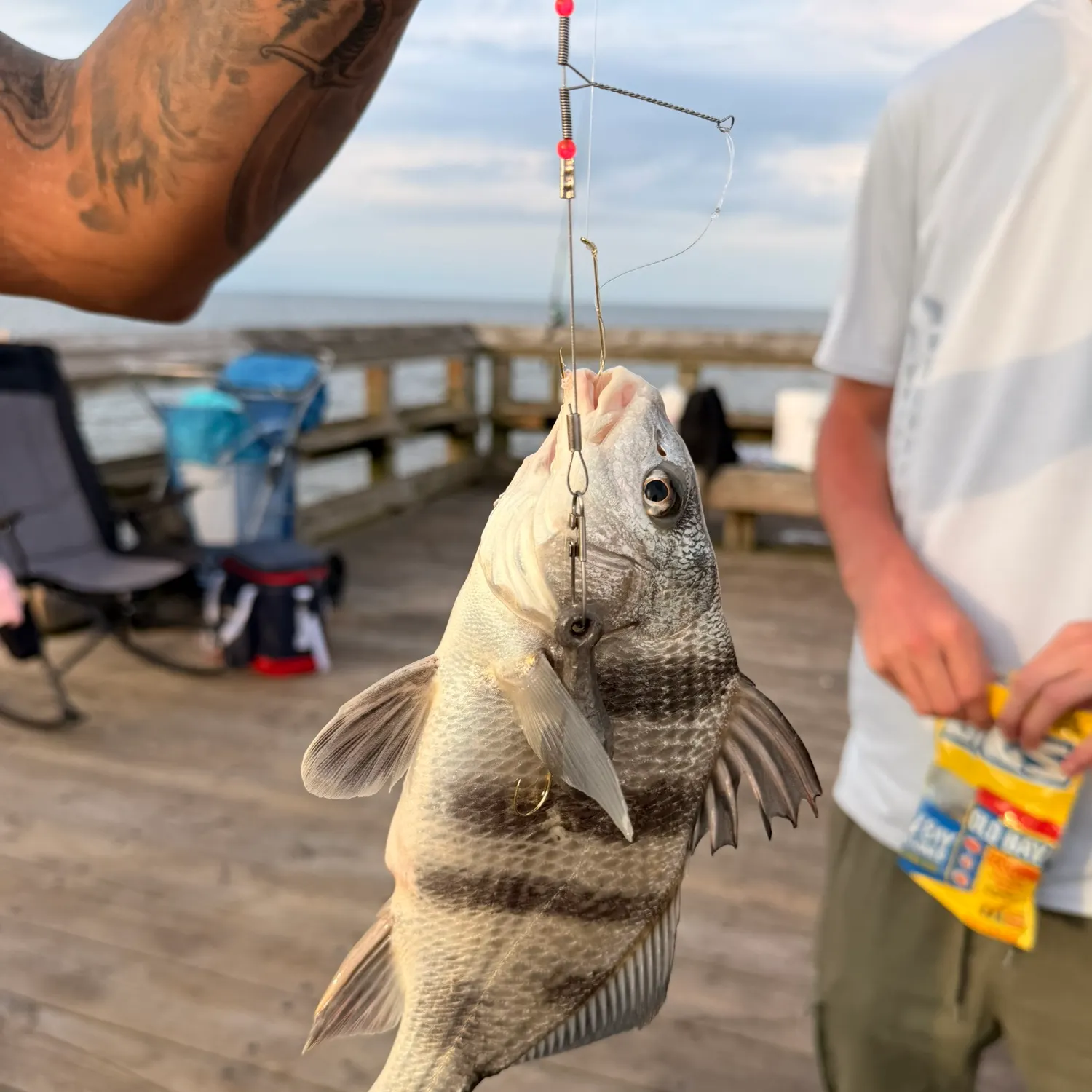 Black drum caught on Fishbrain