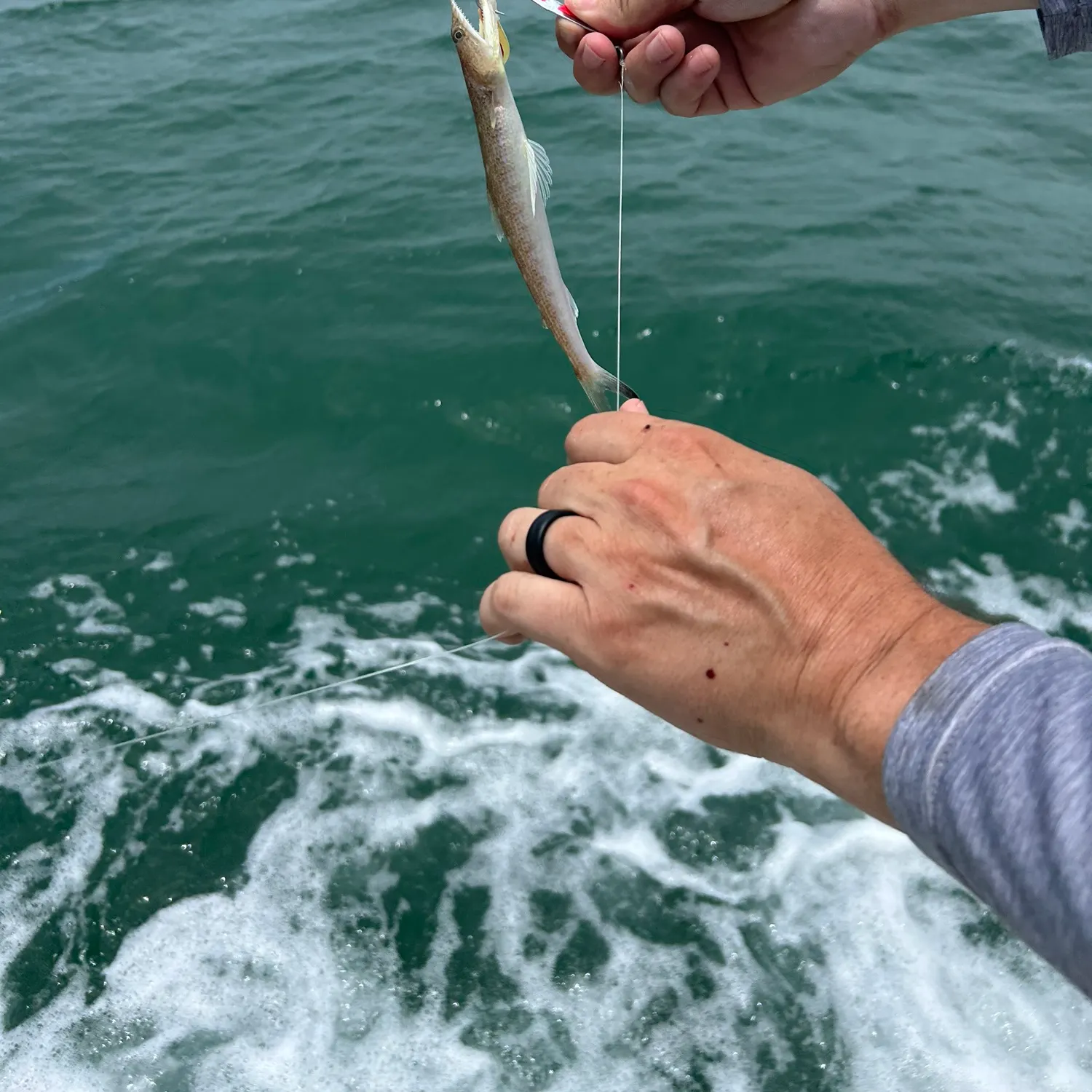 The most recent Inshore lizardfish catches on Fishbrain