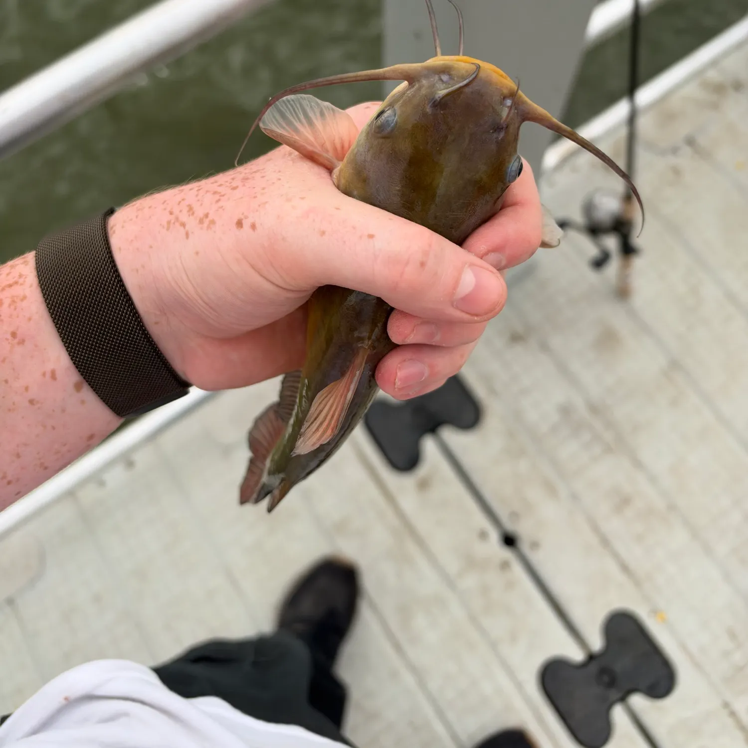 Channel catfish caught on Fishbrain