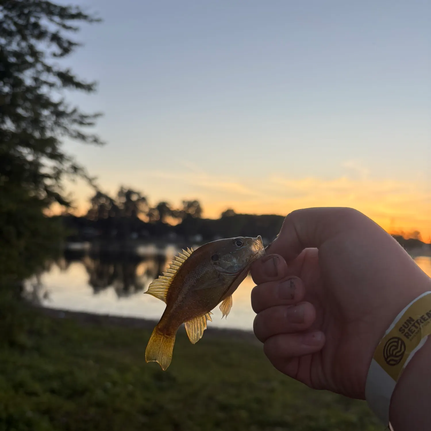 Rock bass caught on Fishbrain