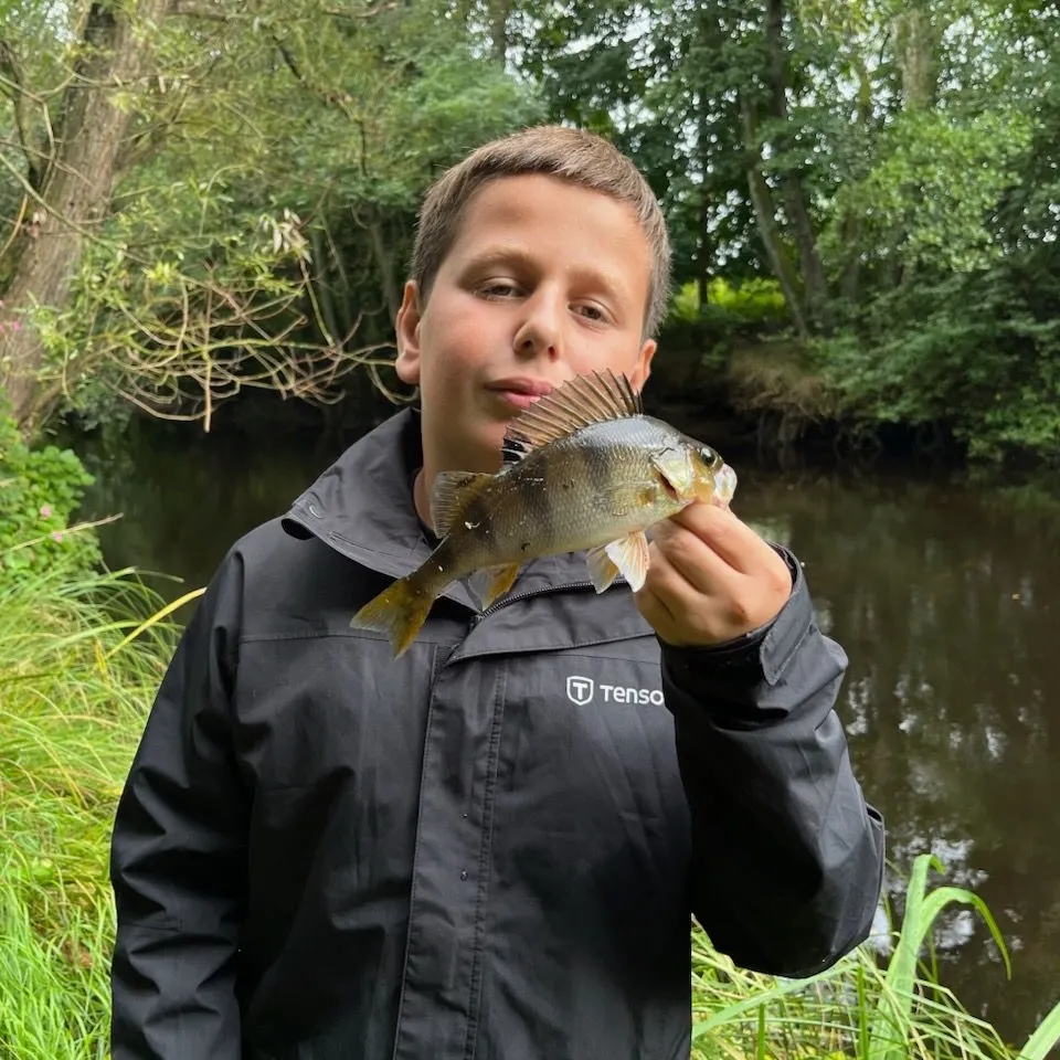 European perch caught on Fishbrain