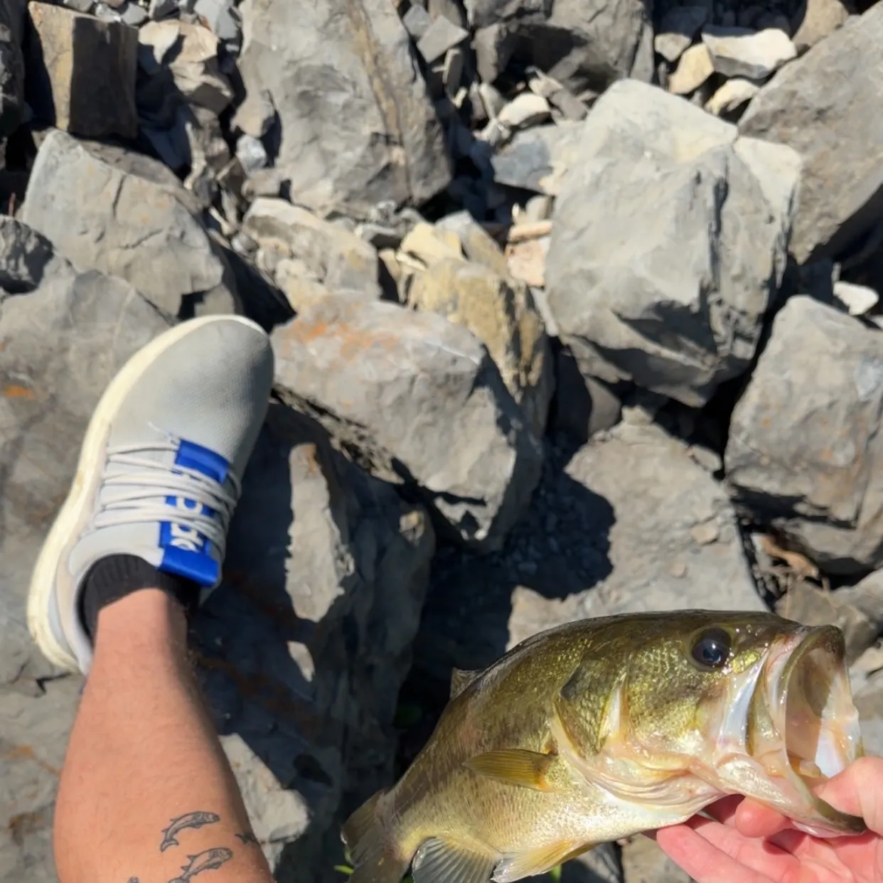 Largemouth bass caught on Fishbrain