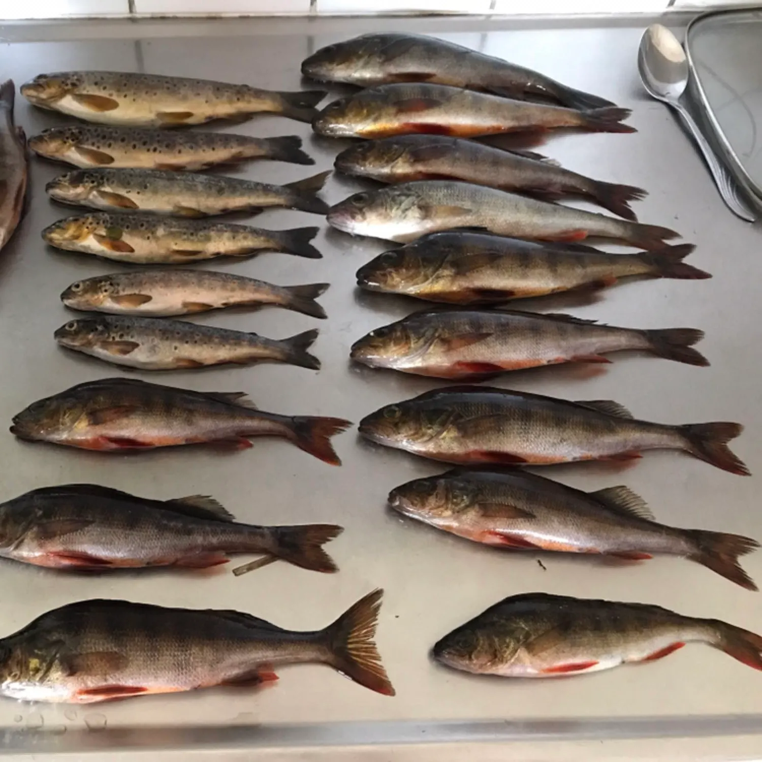 recently logged catches