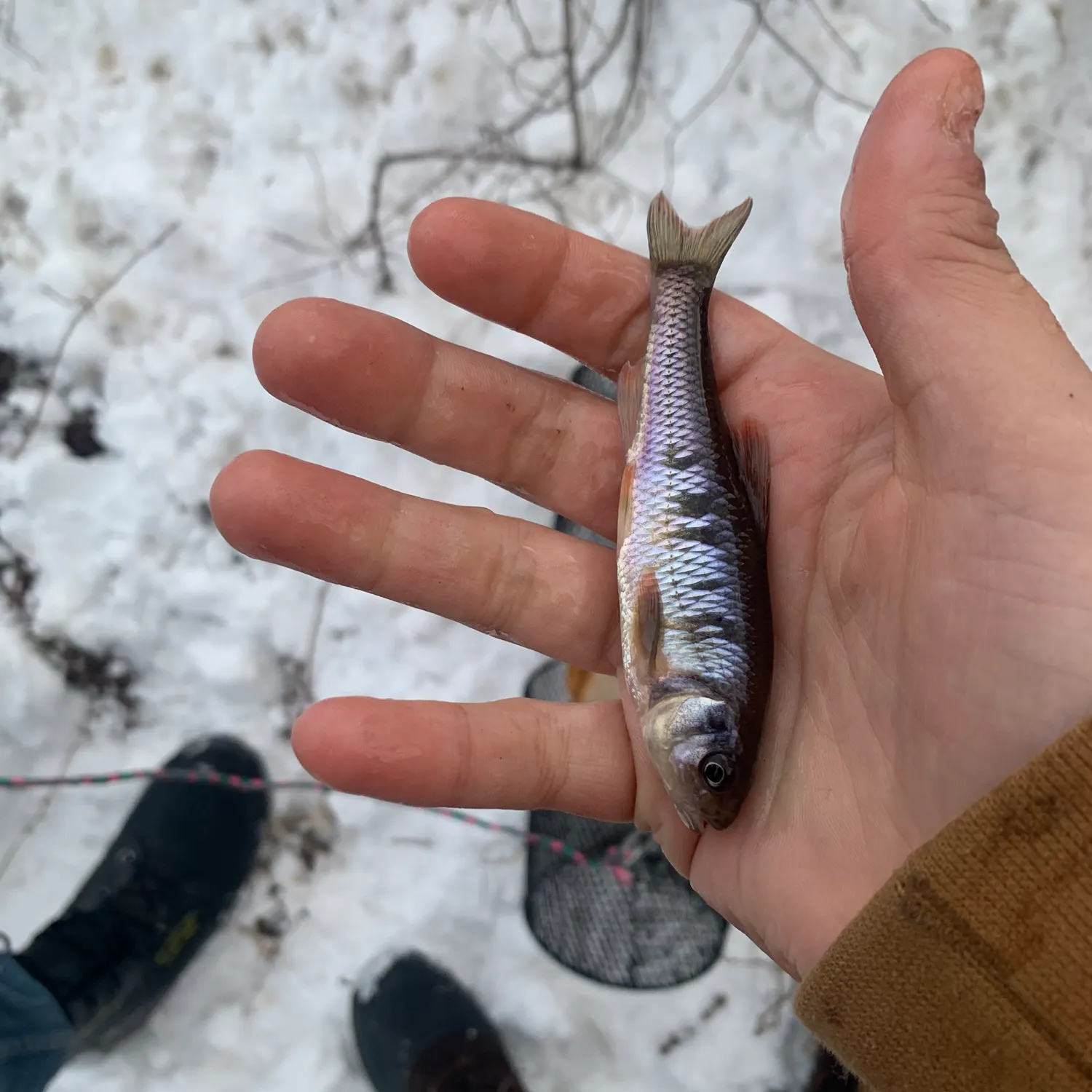 The most recent Striped shiner catches on Fishbrain
