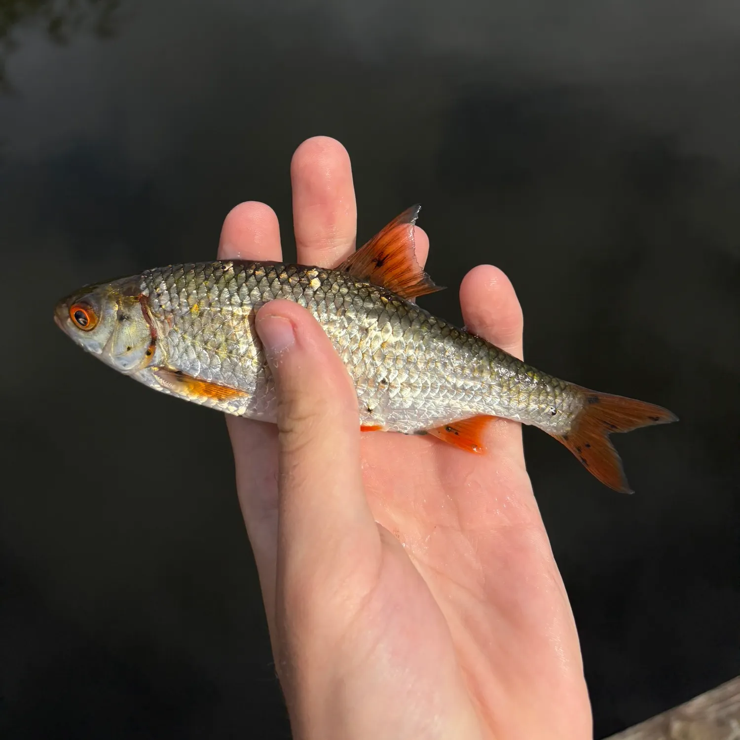 Common roach caught on Fishbrain