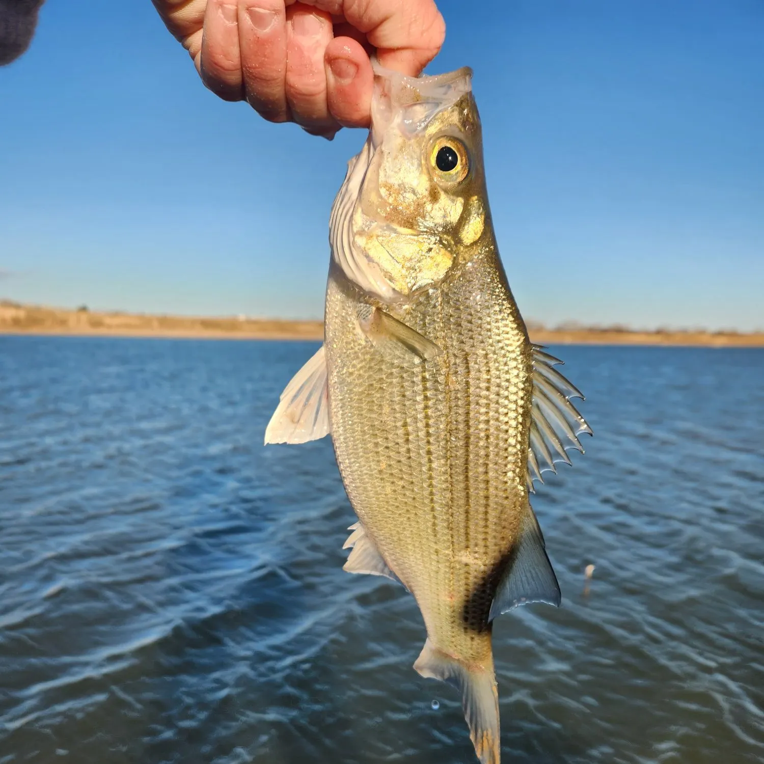 The most recent White bass catches on Fishbrain