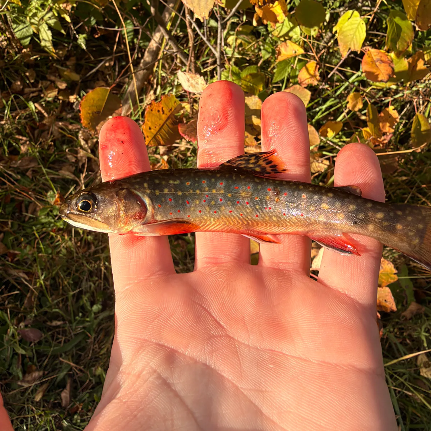 Brook trout caught on Fishbrain