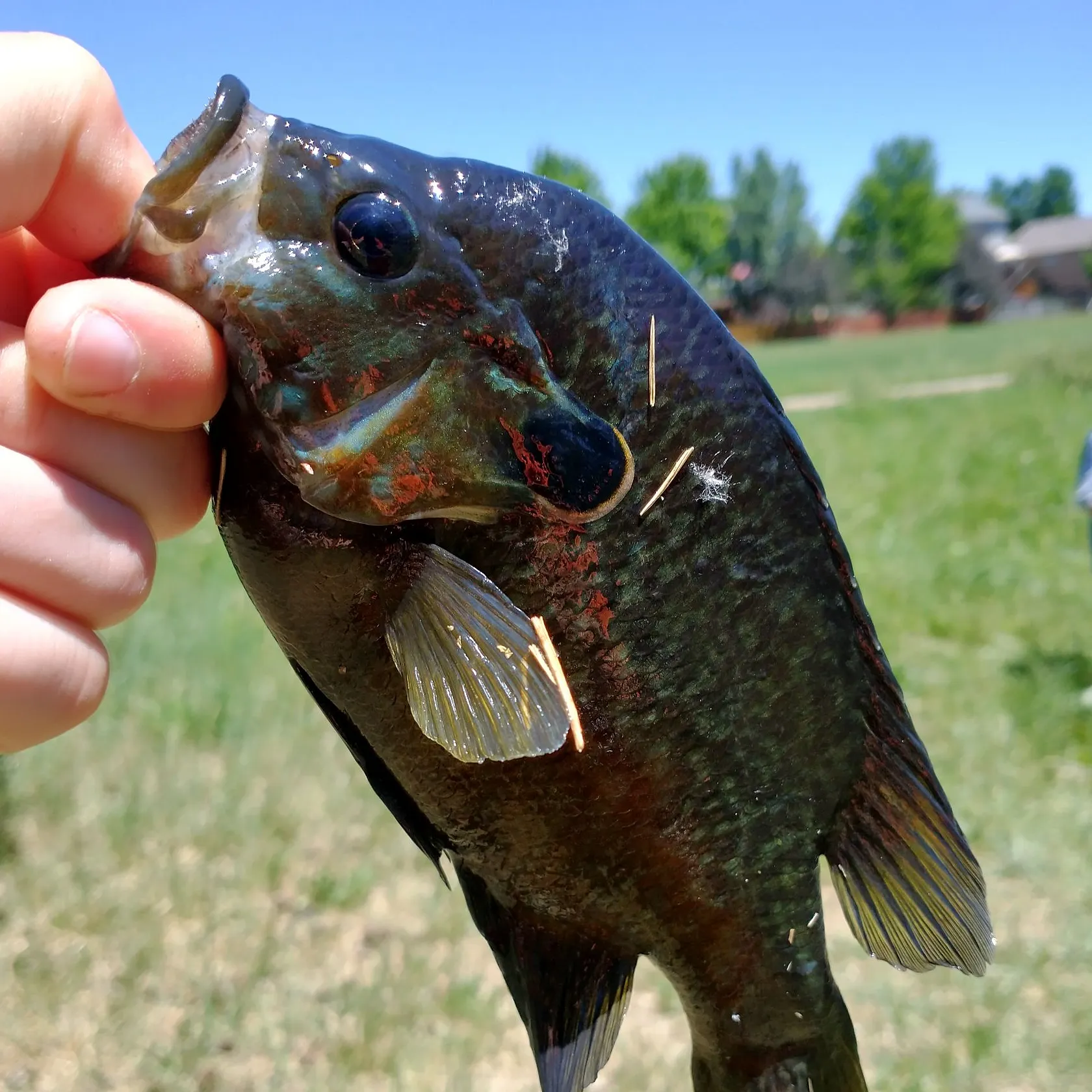 The most recent Plains longear sunfish catches on Fishbrain