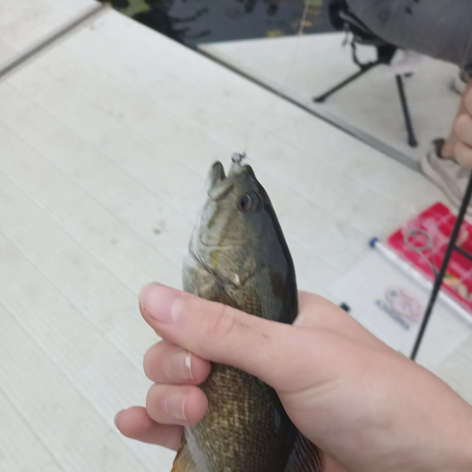 Smallmouth bass caught on Fishbrain