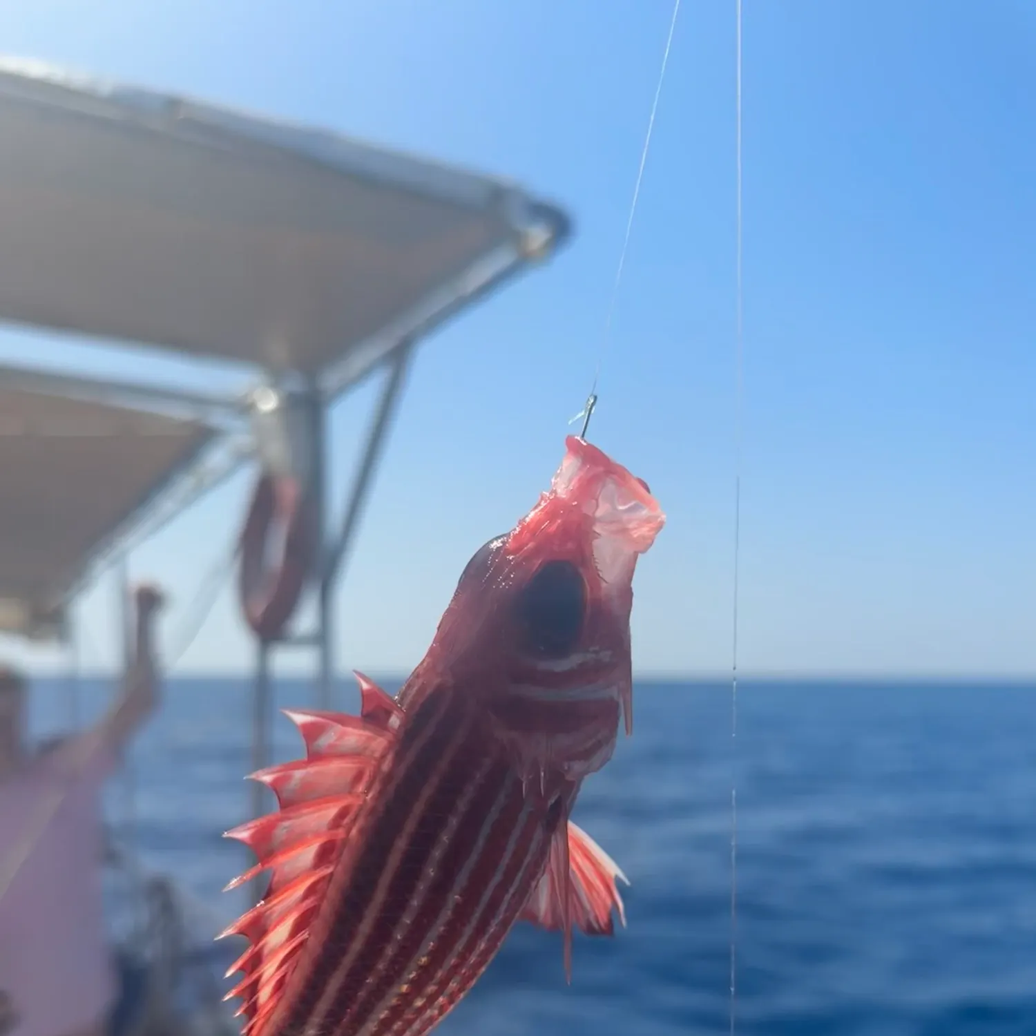 The most recent Redcoat catches on Fishbrain