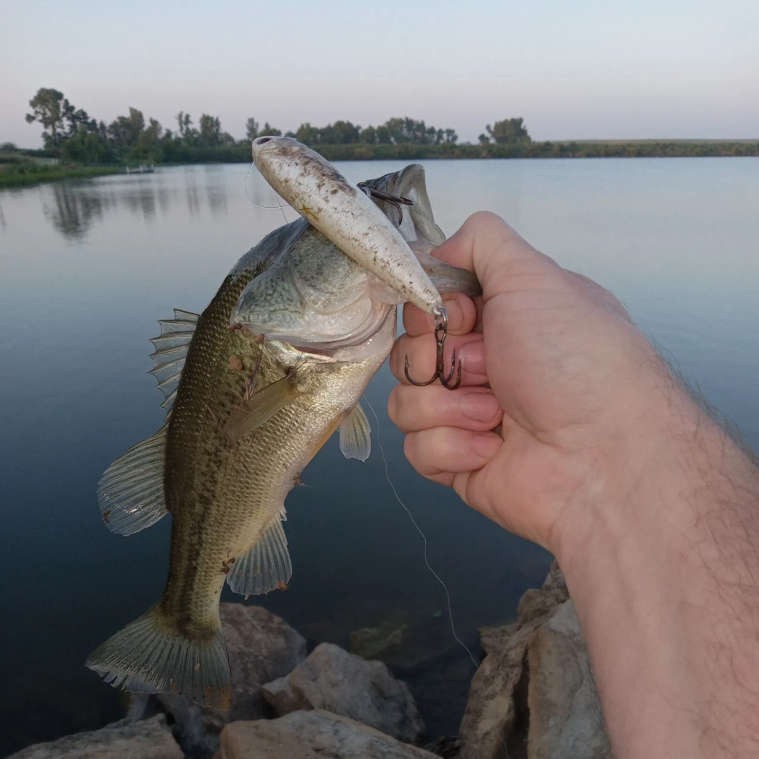 Largemouth bass caught on Fishbrain