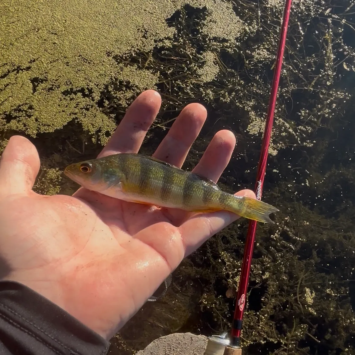 Yellow perch caught on Fishbrain