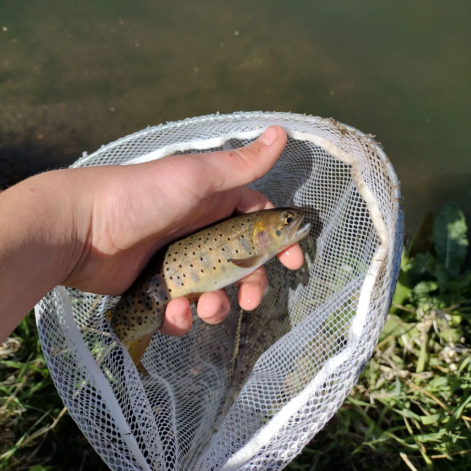 The most recent Yellowstone cutthroat trout catches on Fishbrain