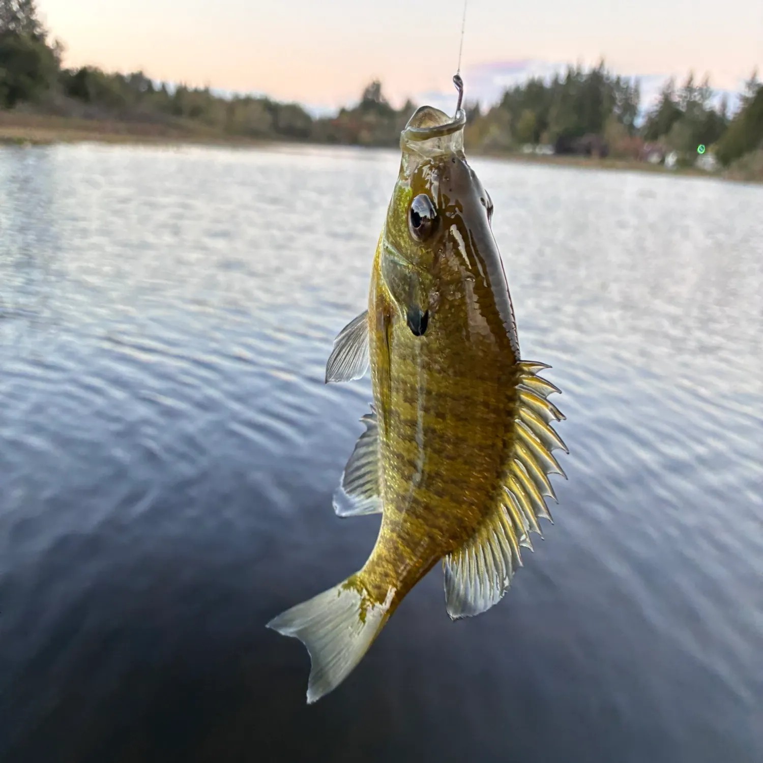 Fish caught on Fishbrain