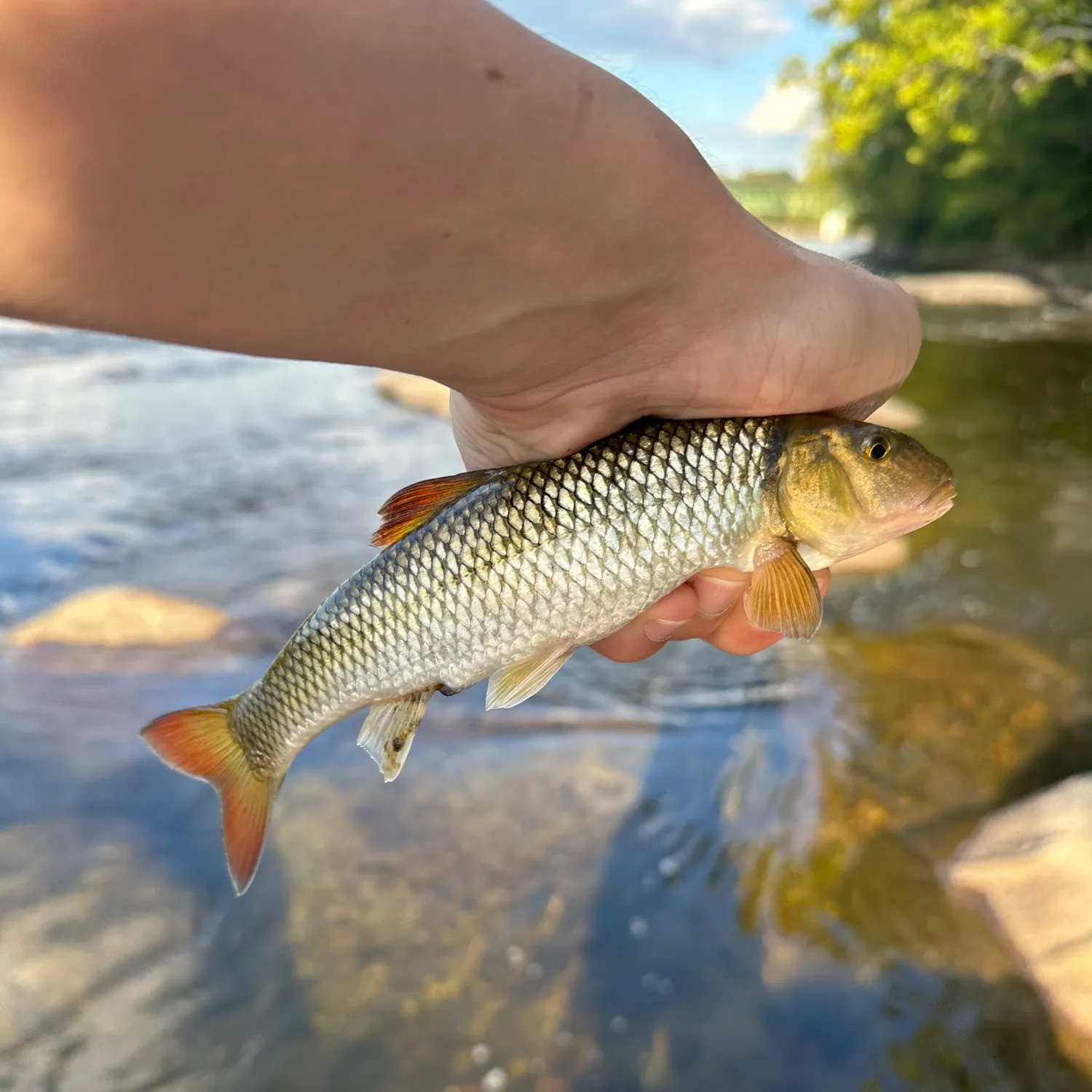 Bull chub caught on Fishbrain