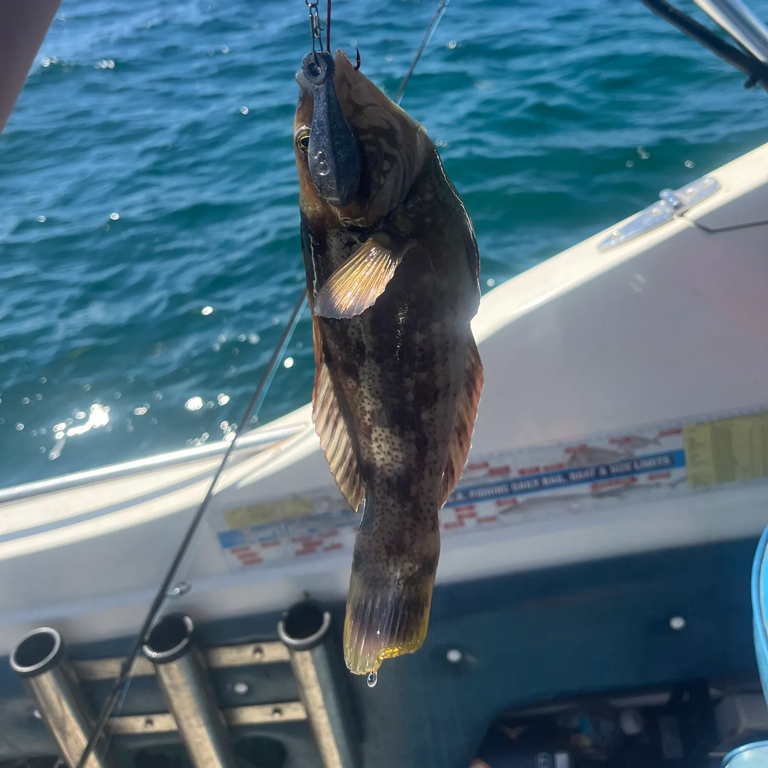 The most recent Surge wrasse catches on Fishbrain