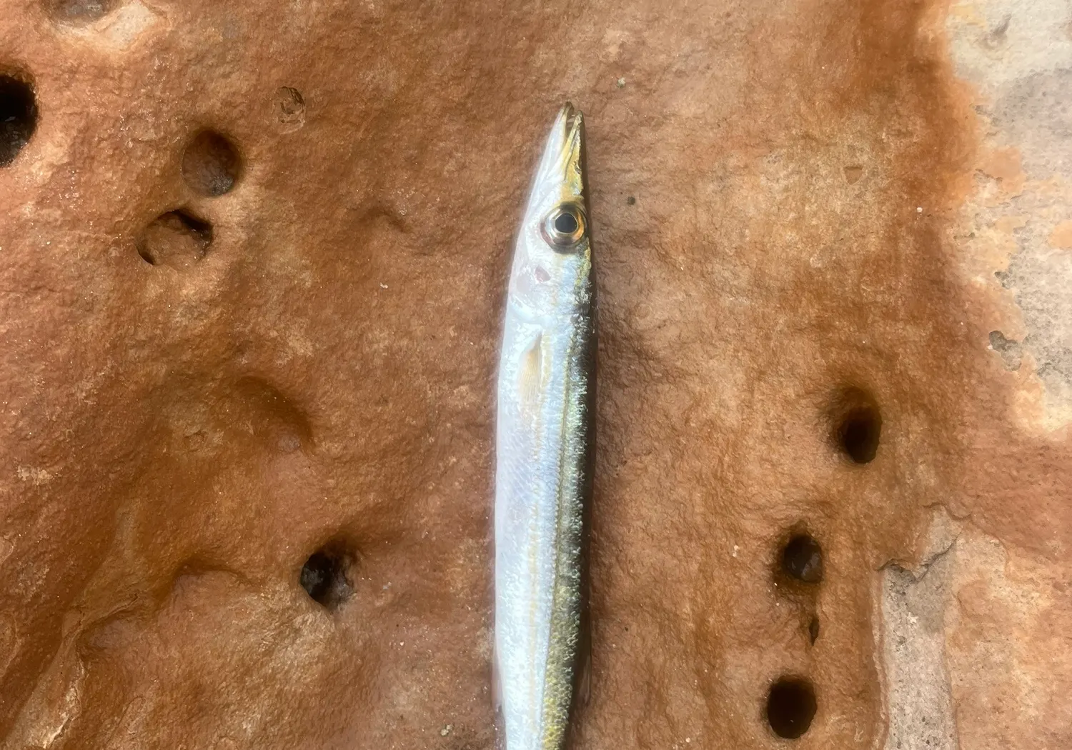 Yellowtail barracuda