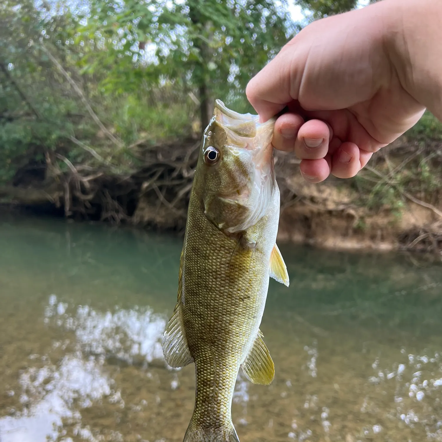 Smallmouth bass caught on Fishbrain