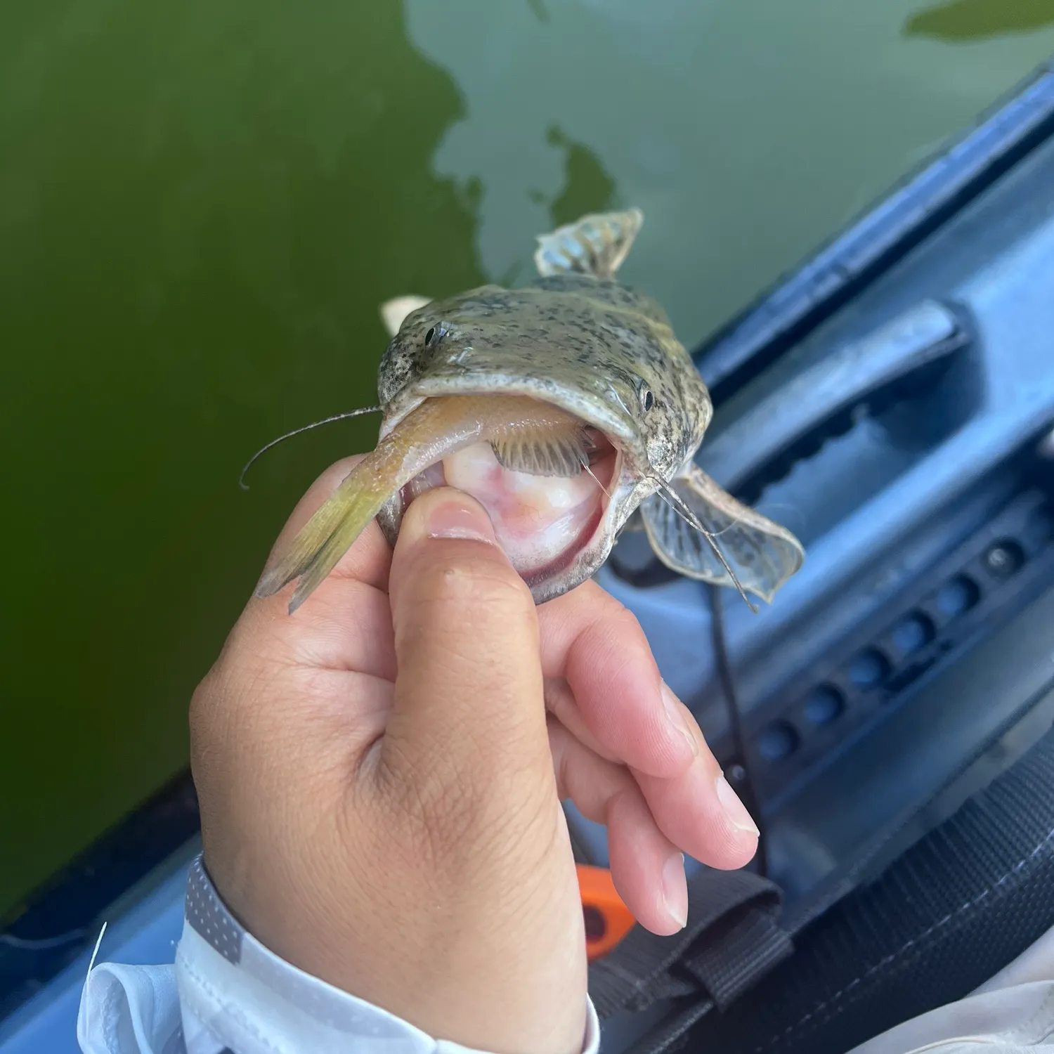 Flathead catfish caught on Fishbrain