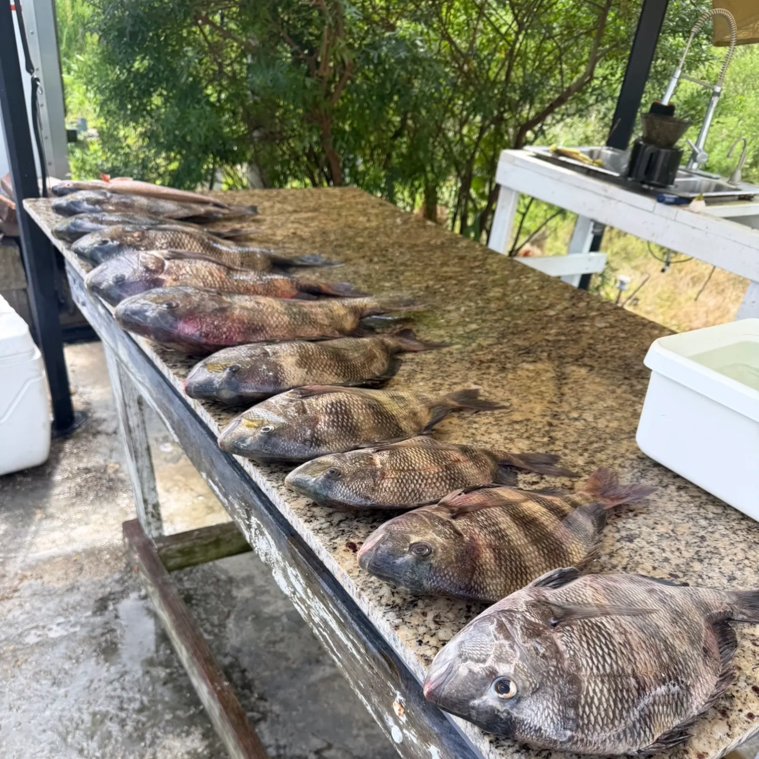 The most recent Sheepshead catches on Fishbrain