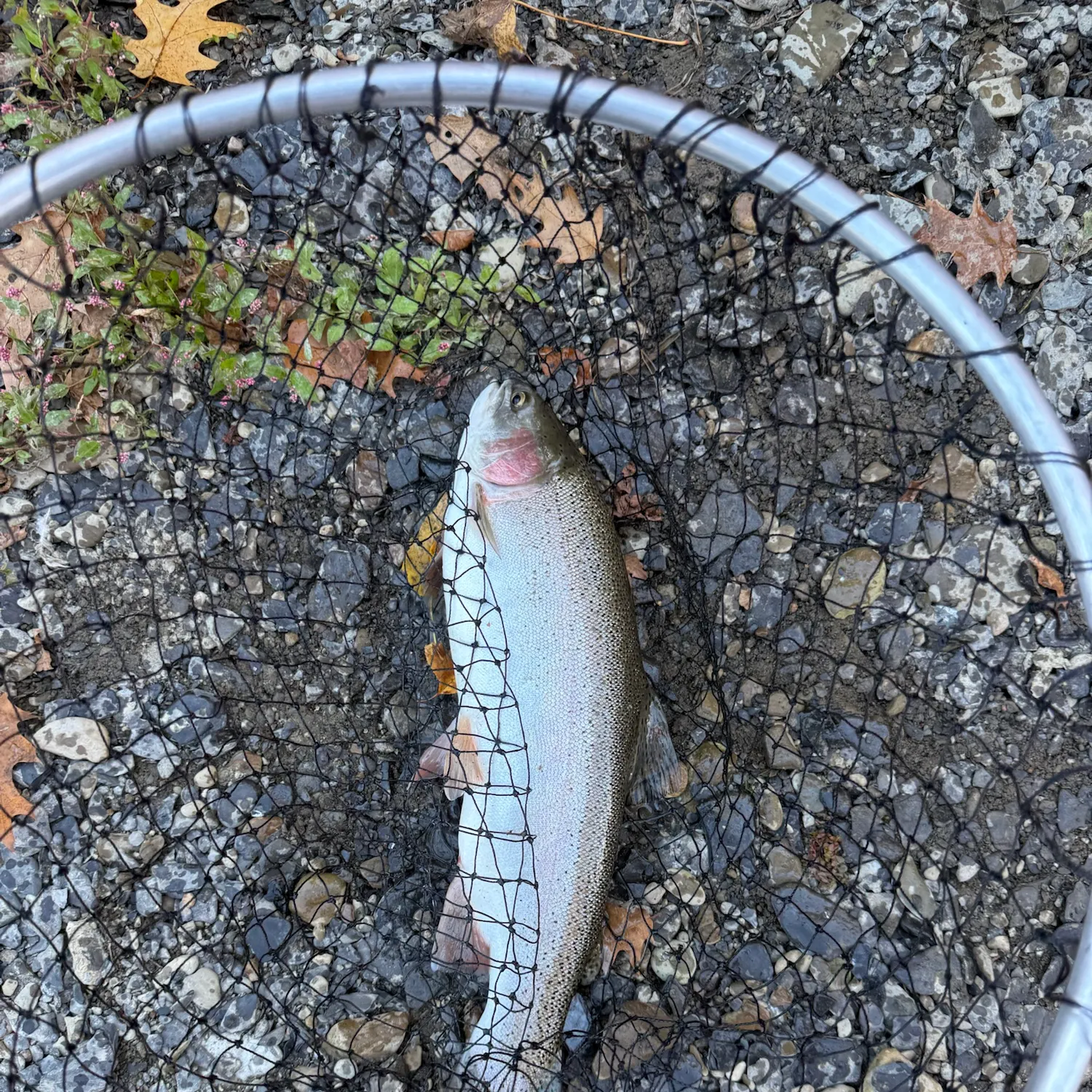 The most recent Steelhead catches on Fishbrain