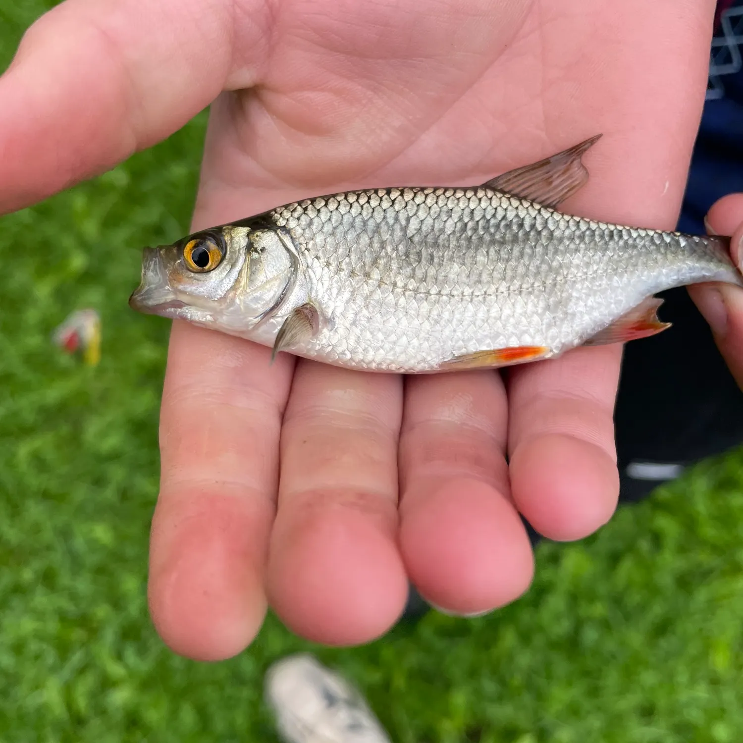 Fish caught on Fishbrain