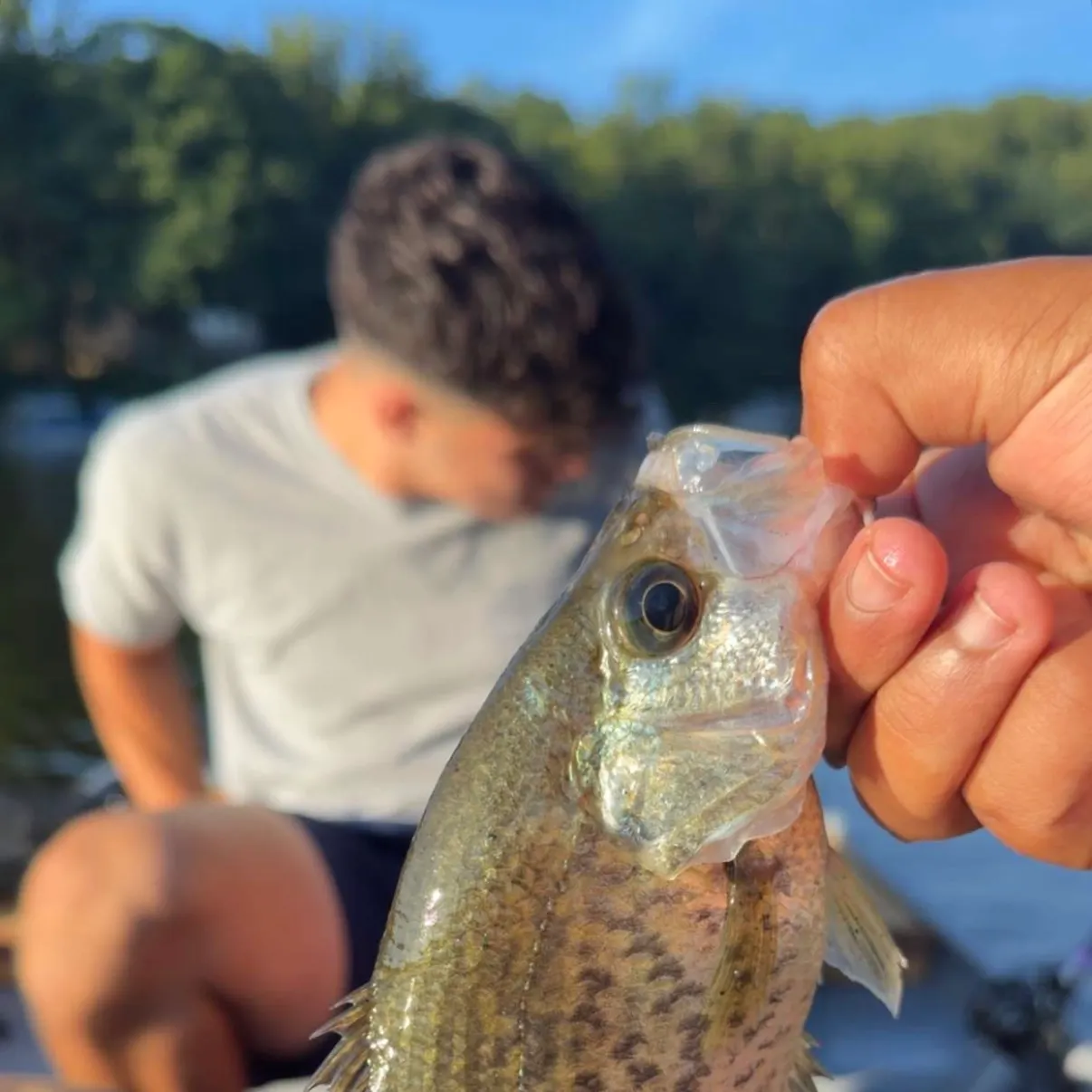 Black crappie caught on Fishbrain
