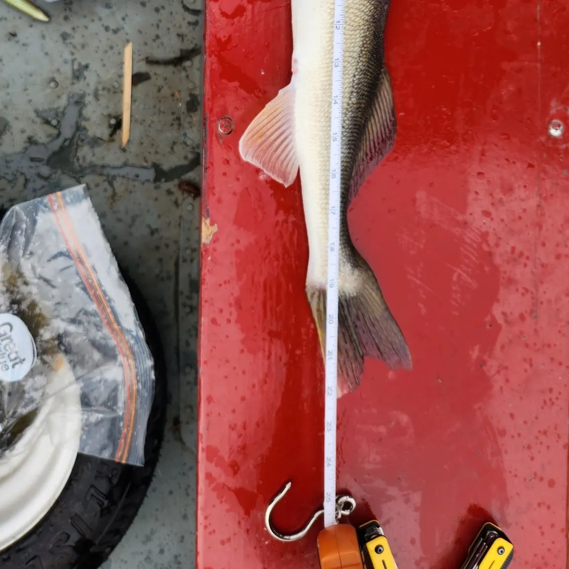 recently logged catches