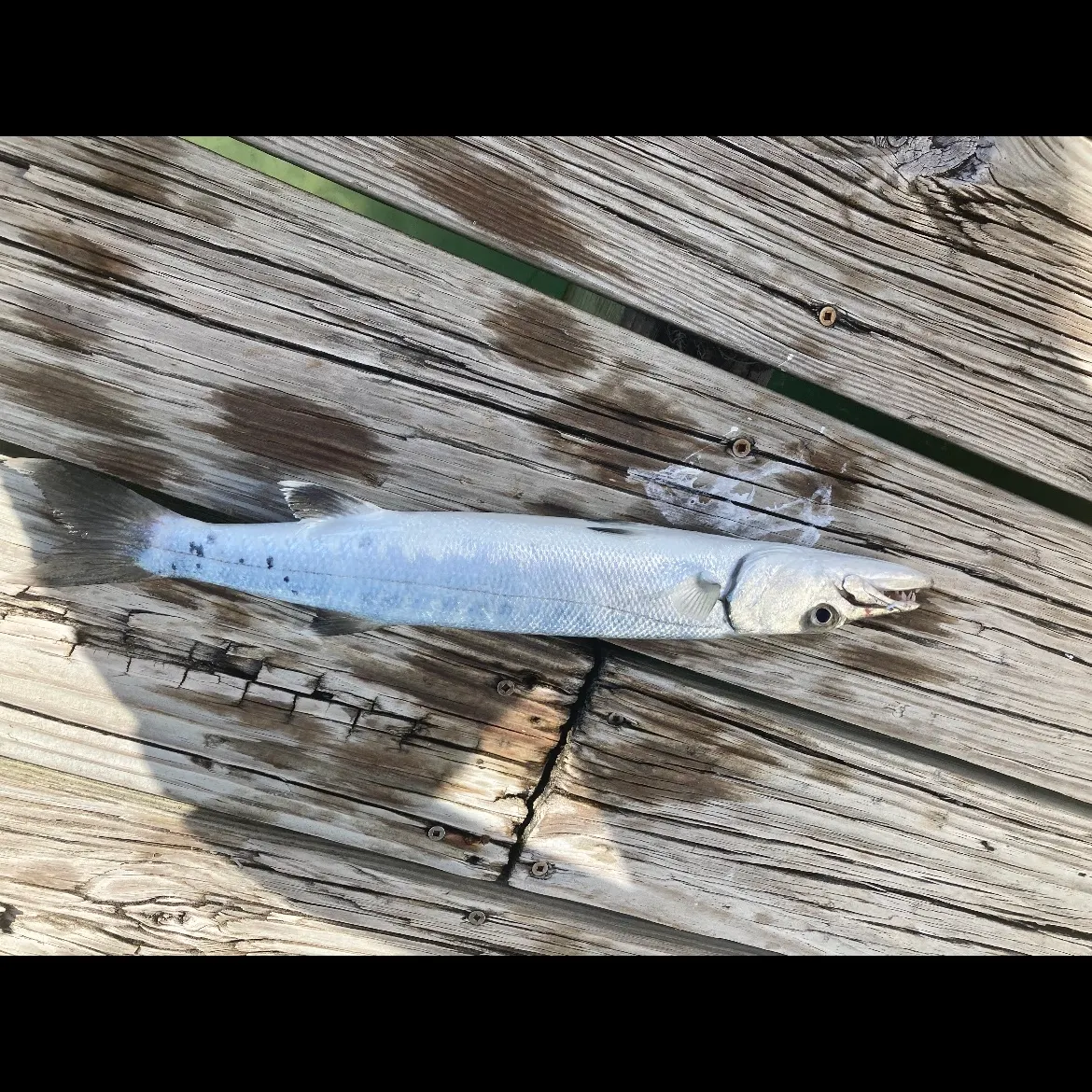 The most recent Great barracuda catches on Fishbrain