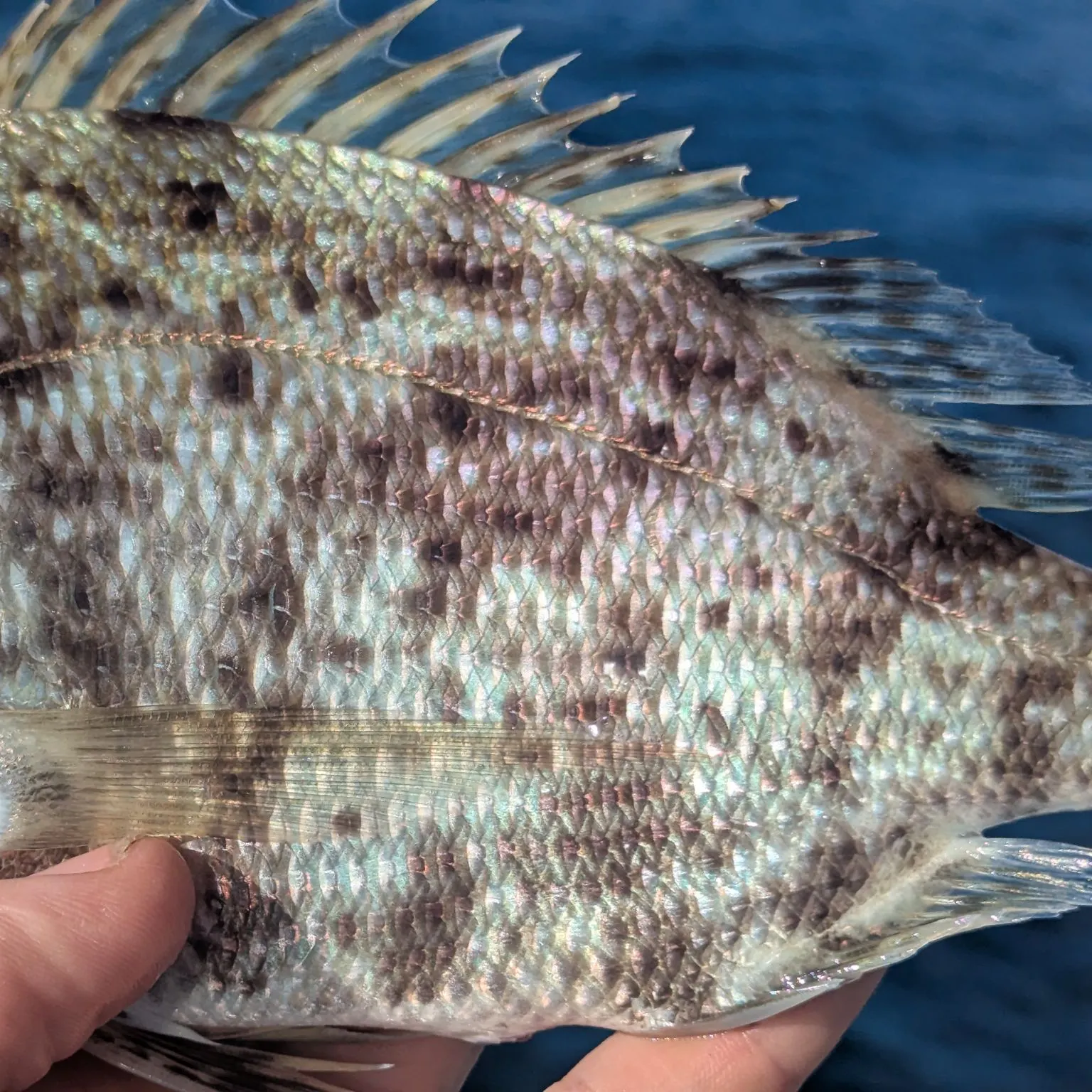 The most recent Whitebone porgy catches on Fishbrain