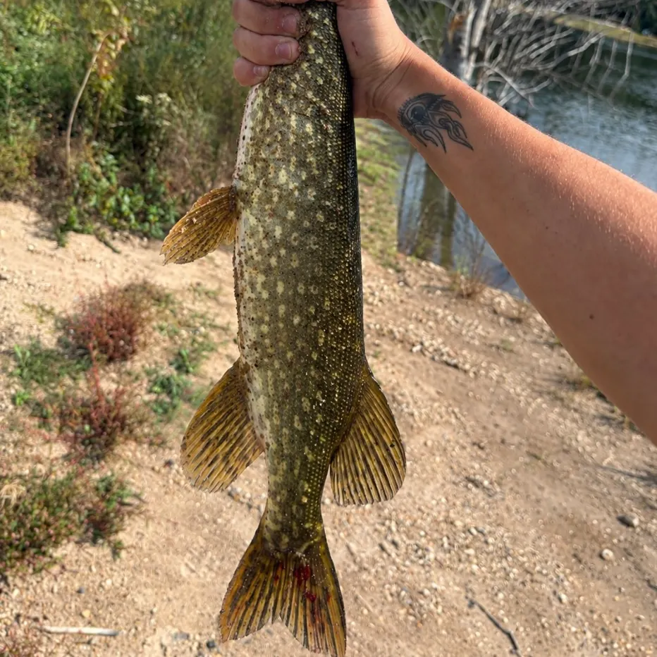 Northern pike caught on Fishbrain