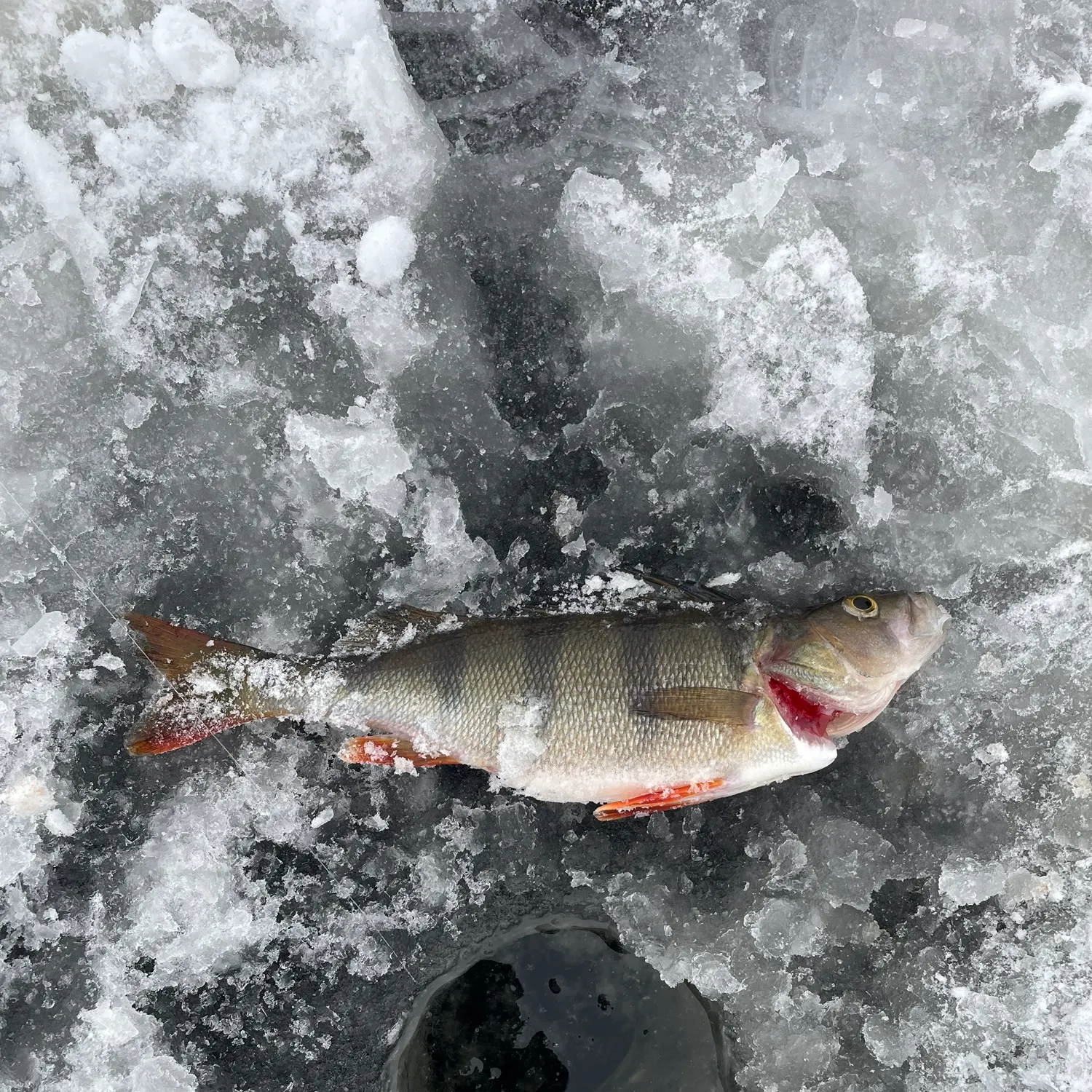 The most recent European perch catches on Fishbrain