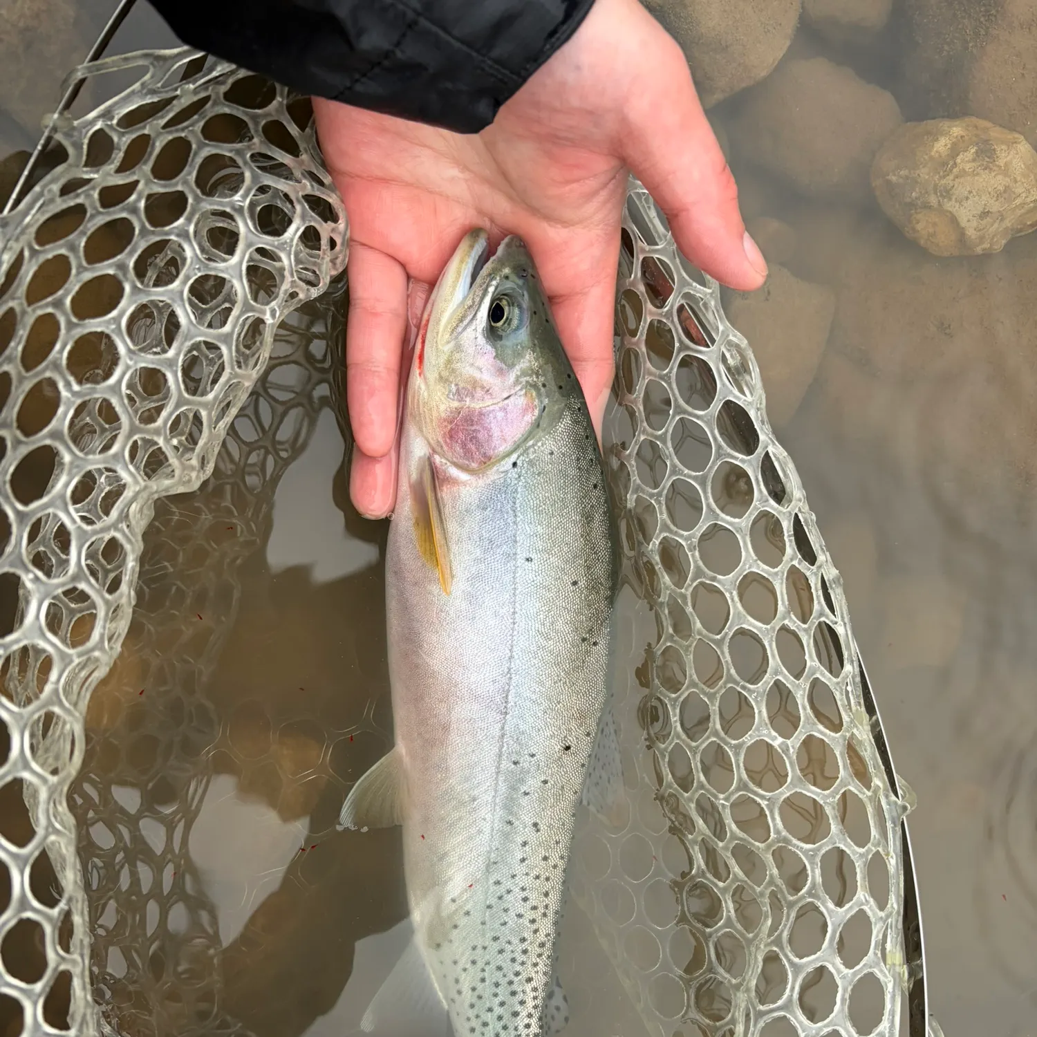 Cutthroat trout caught on Fishbrain