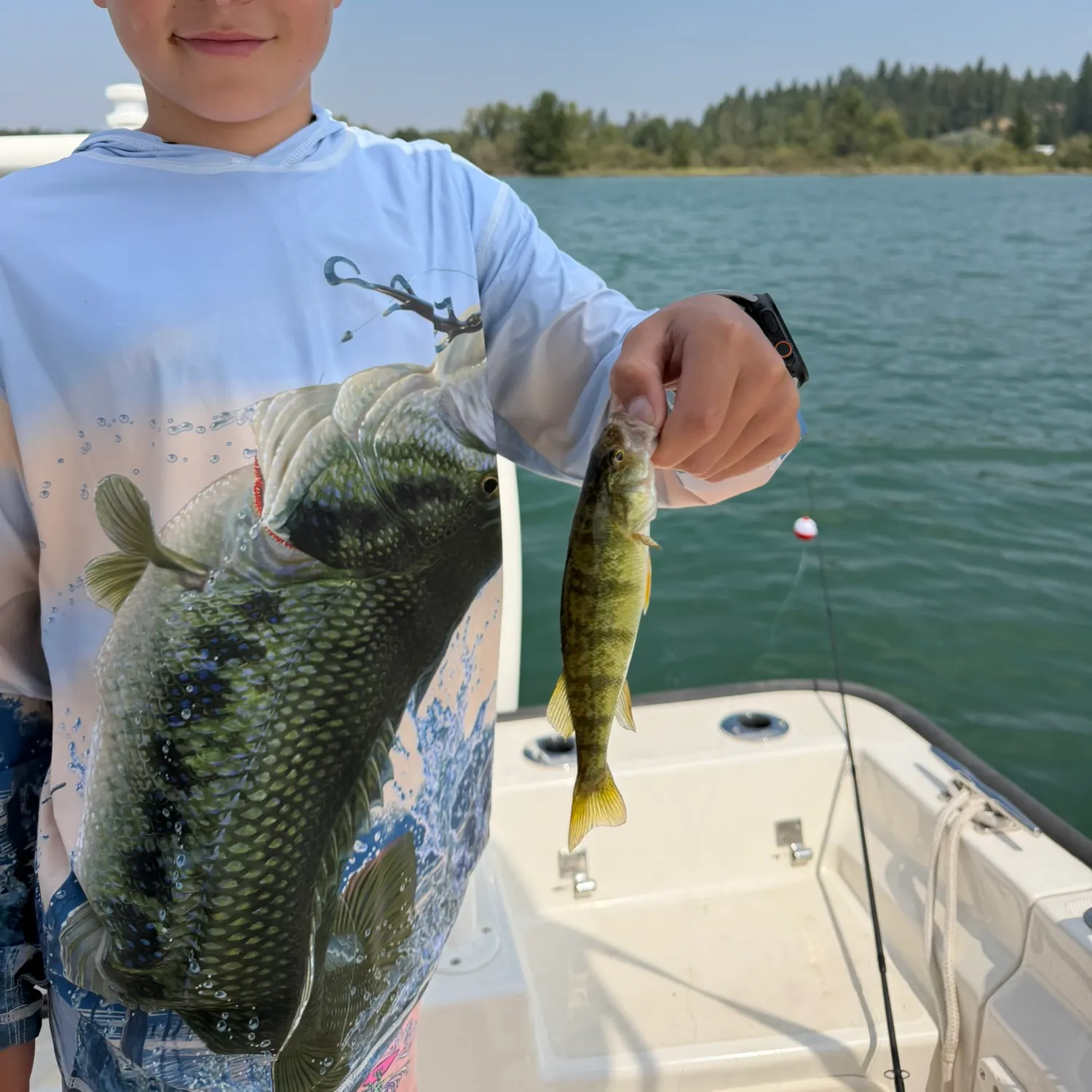 Yellow perch caught on Fishbrain