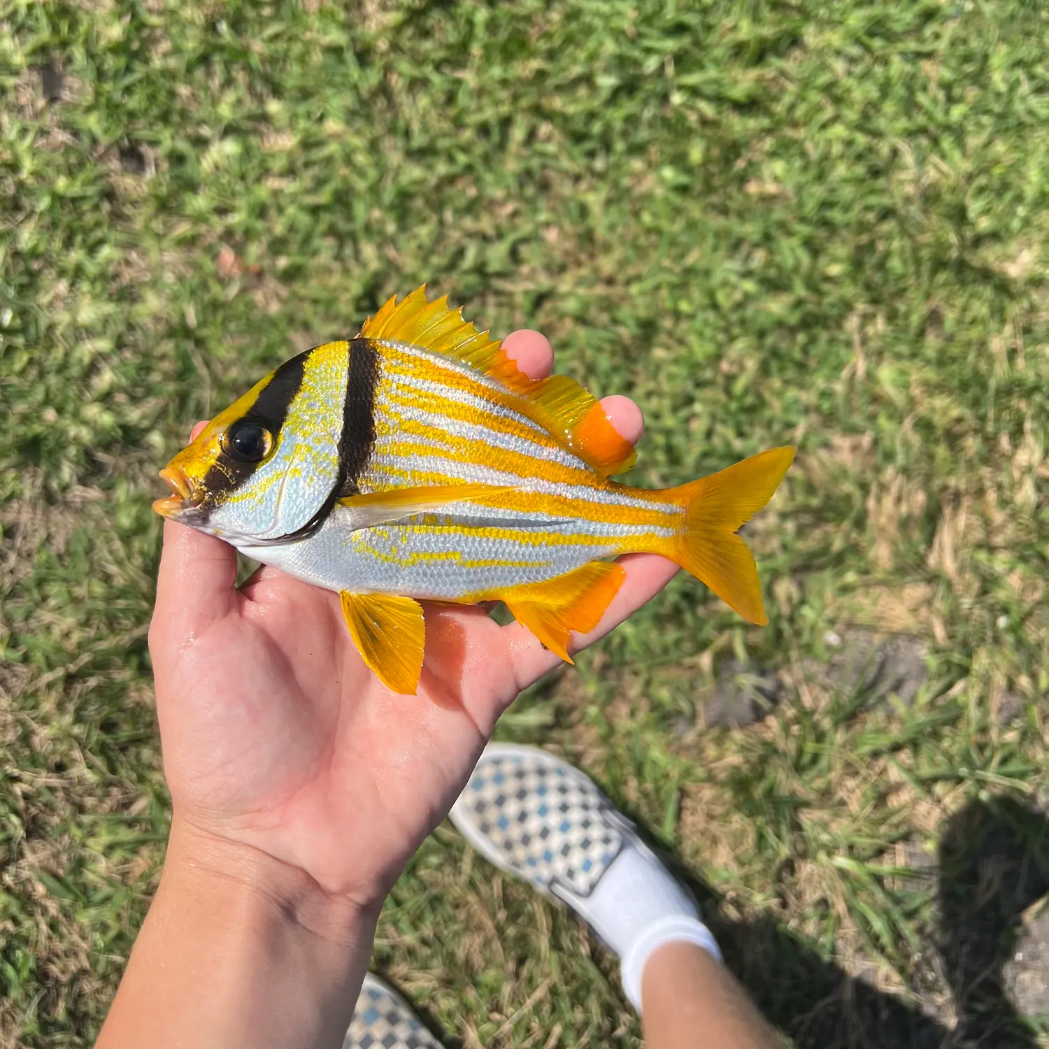 The most recent Atlantic porkfish catches on Fishbrain