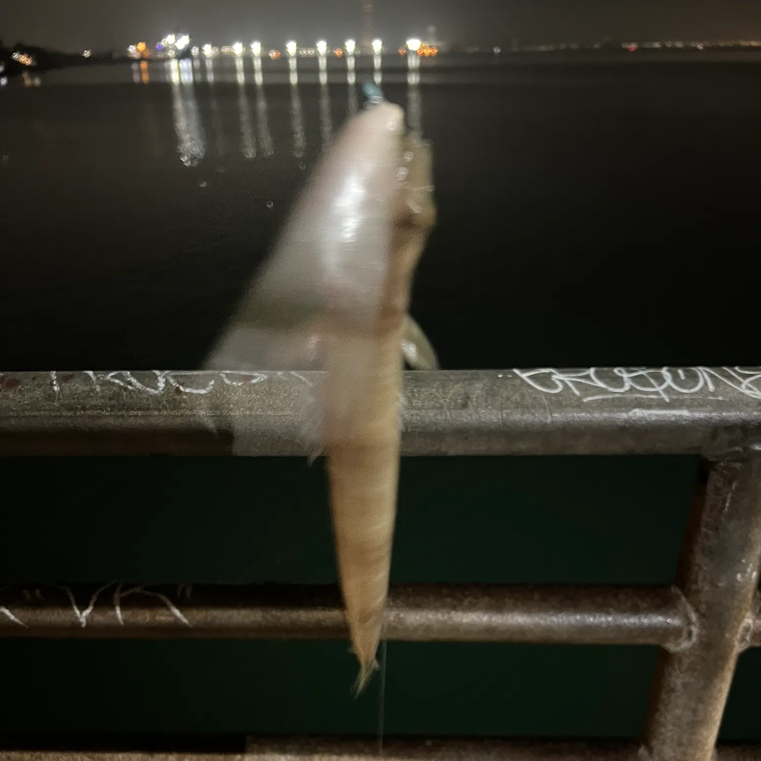 The most recent California lizardfish catches on Fishbrain