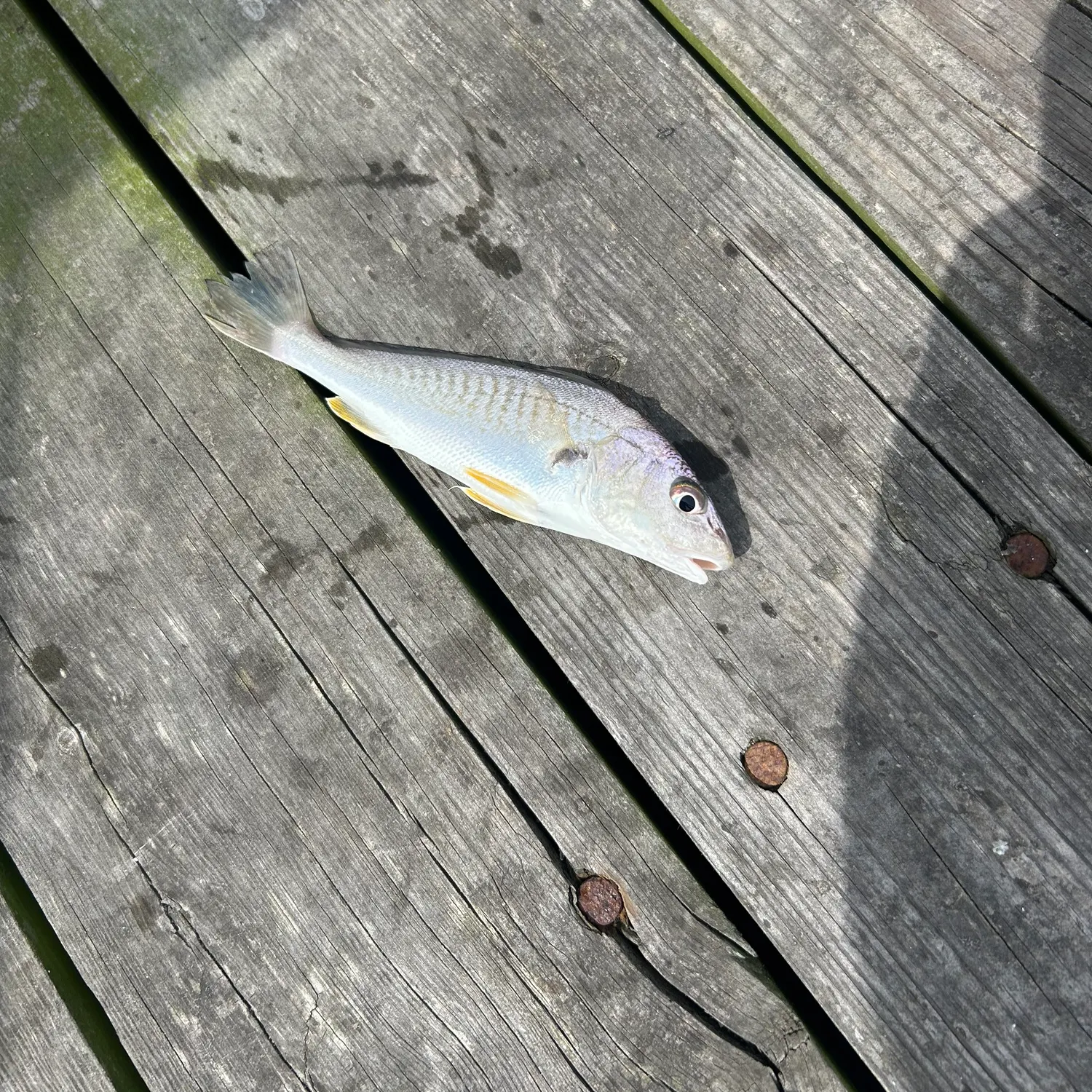 Spot croaker caught on Fishbrain
