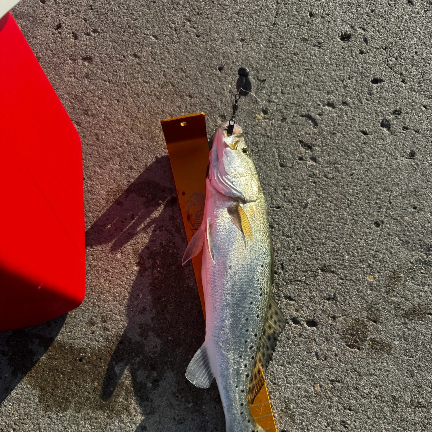 Spotted seatrout caught on Fishbrain