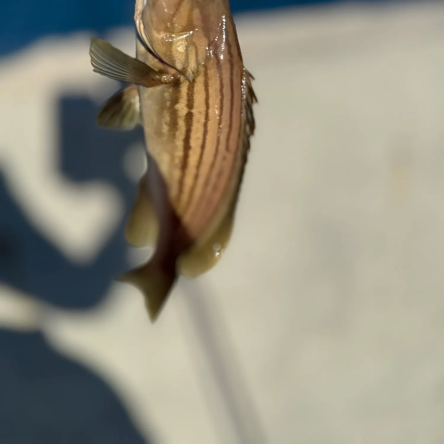 The most recent Goldblotched grouper catches on Fishbrain