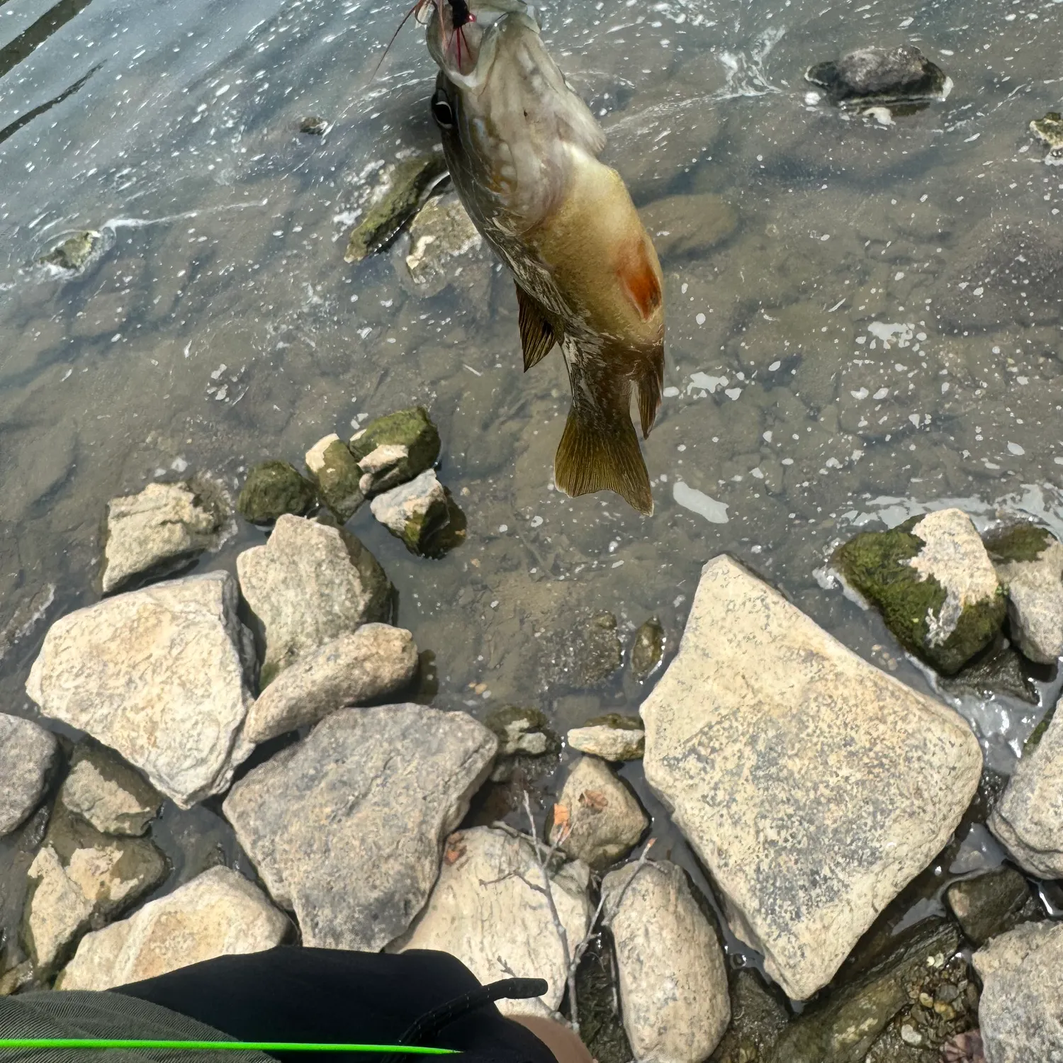 recently logged catches