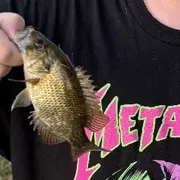 Rock bass caught on Fishbrain